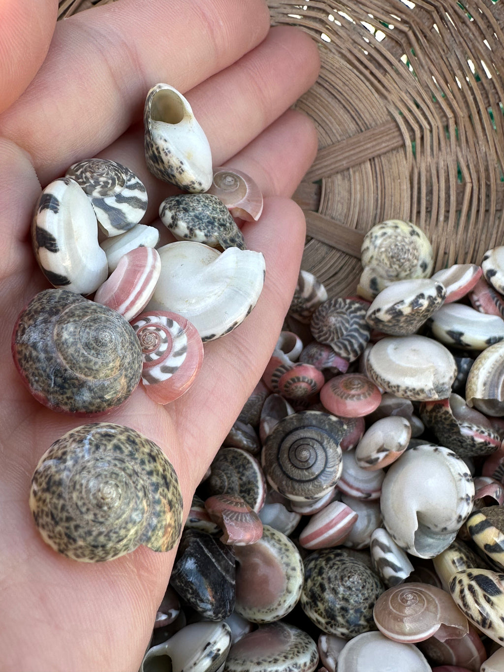 Umbonium vestiarium Inch and Under Variety Lot of Seashells