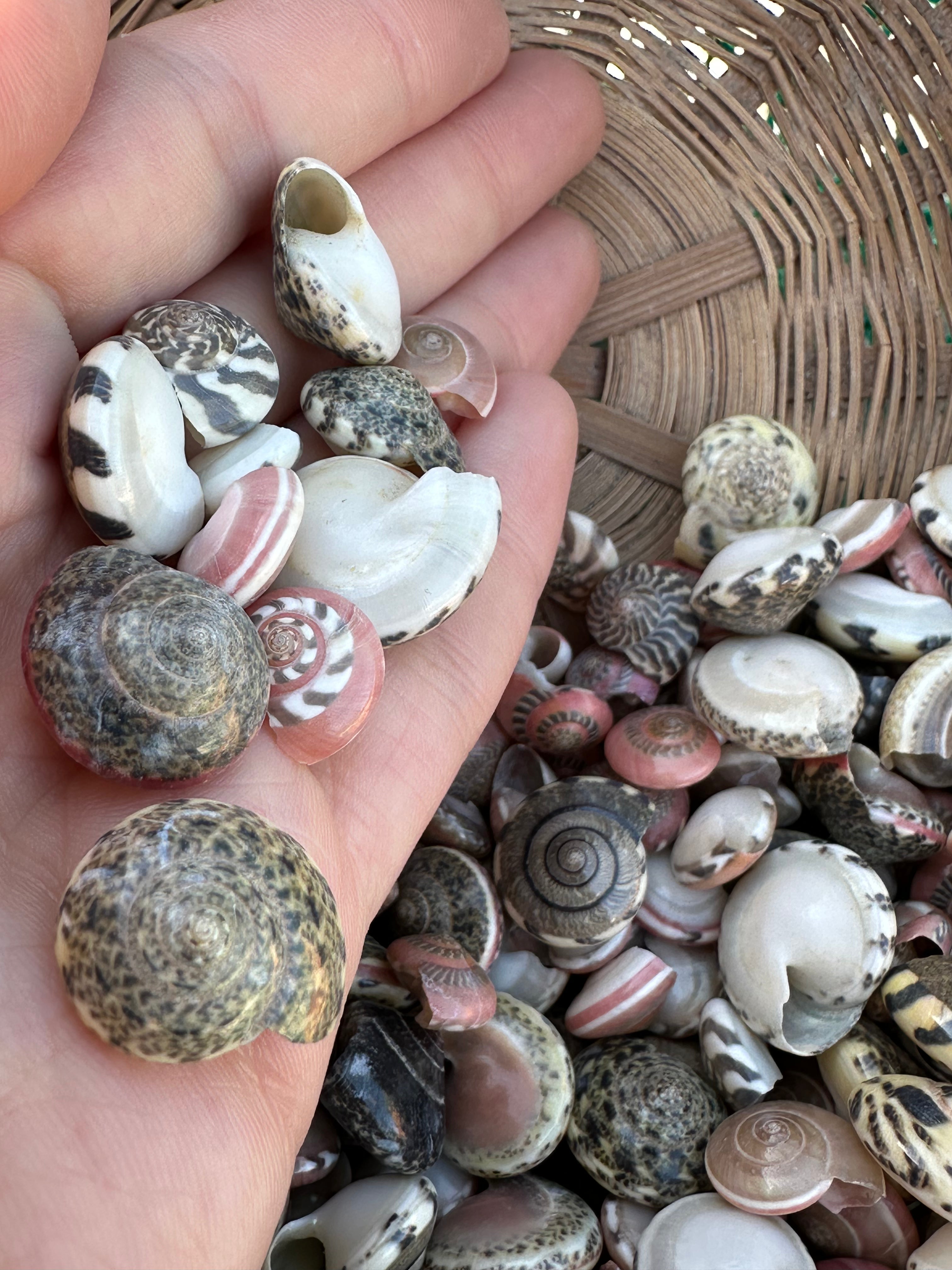 Umbonium vestiarium Inch and Under Variety Lot of Seashells