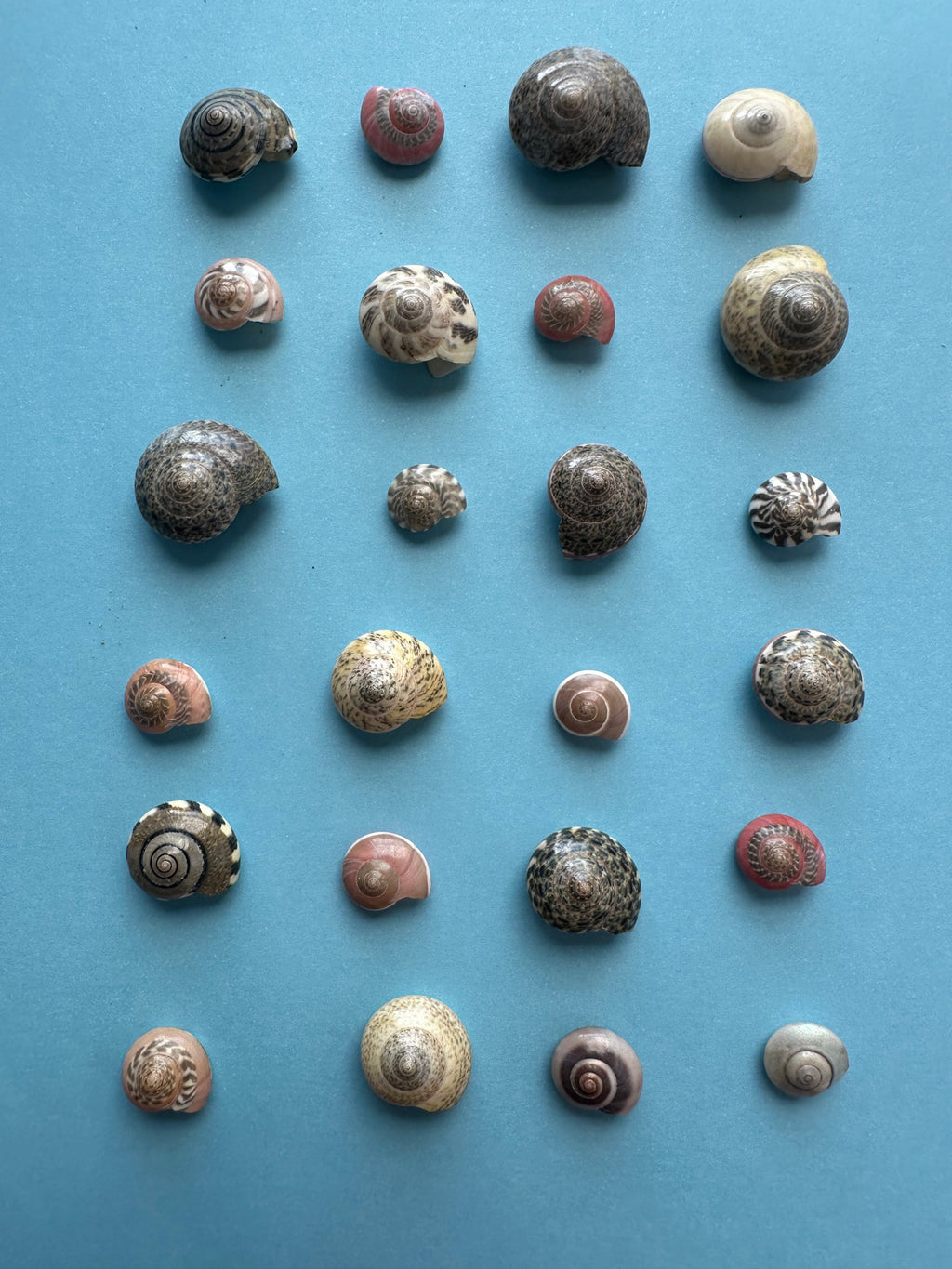 Umbonium vestiarium Inch and Under Variety Lot of Seashells