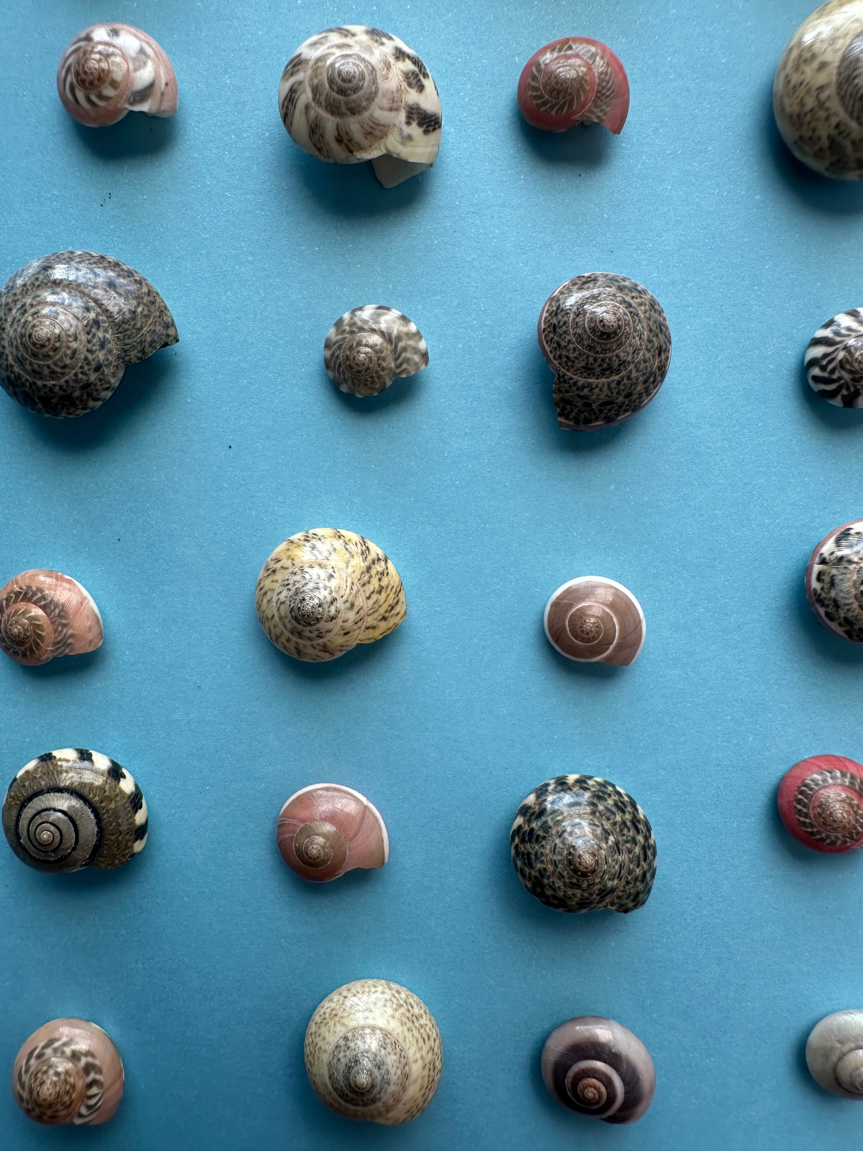 Umbonium vestiarium Inch and Under Variety Lot of Seashells