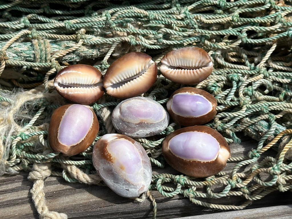 Purple Top Snakehead Cowrie Serpent's Head Cowry