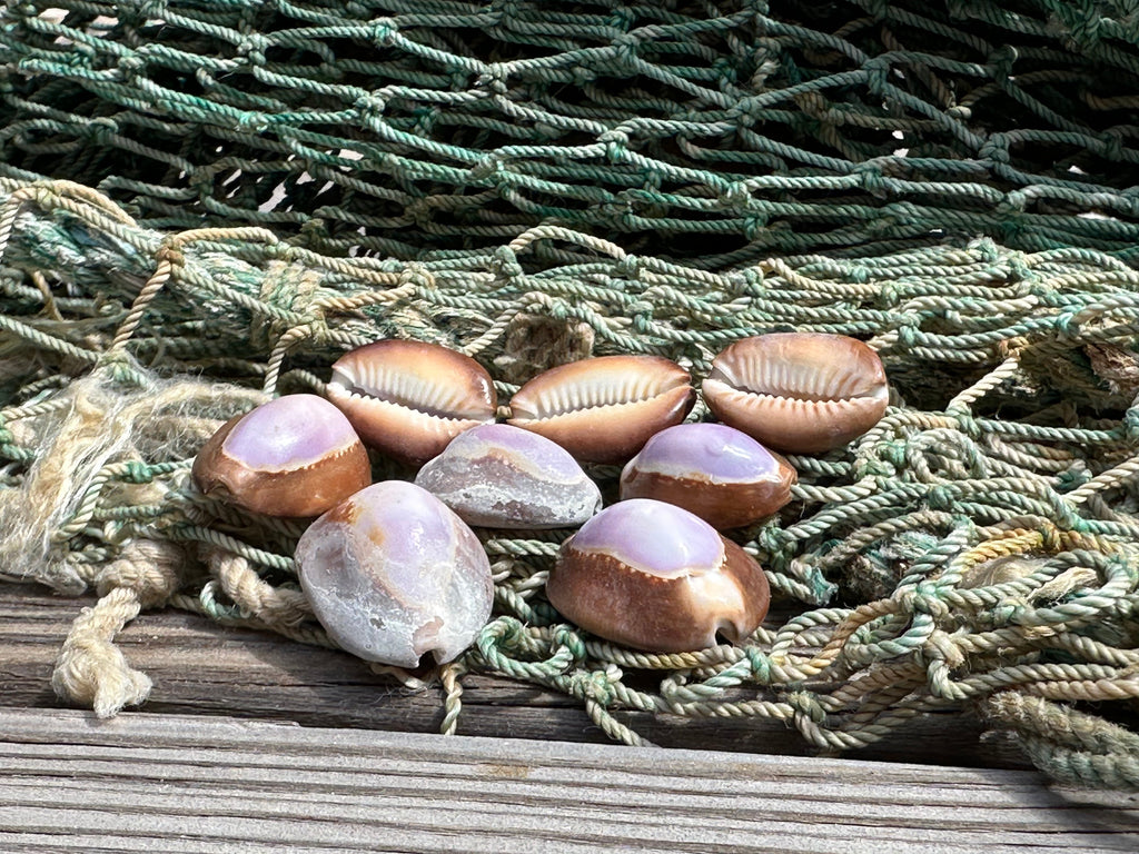 Purple Top Snakehead Cowrie Serpent's Head Cowry