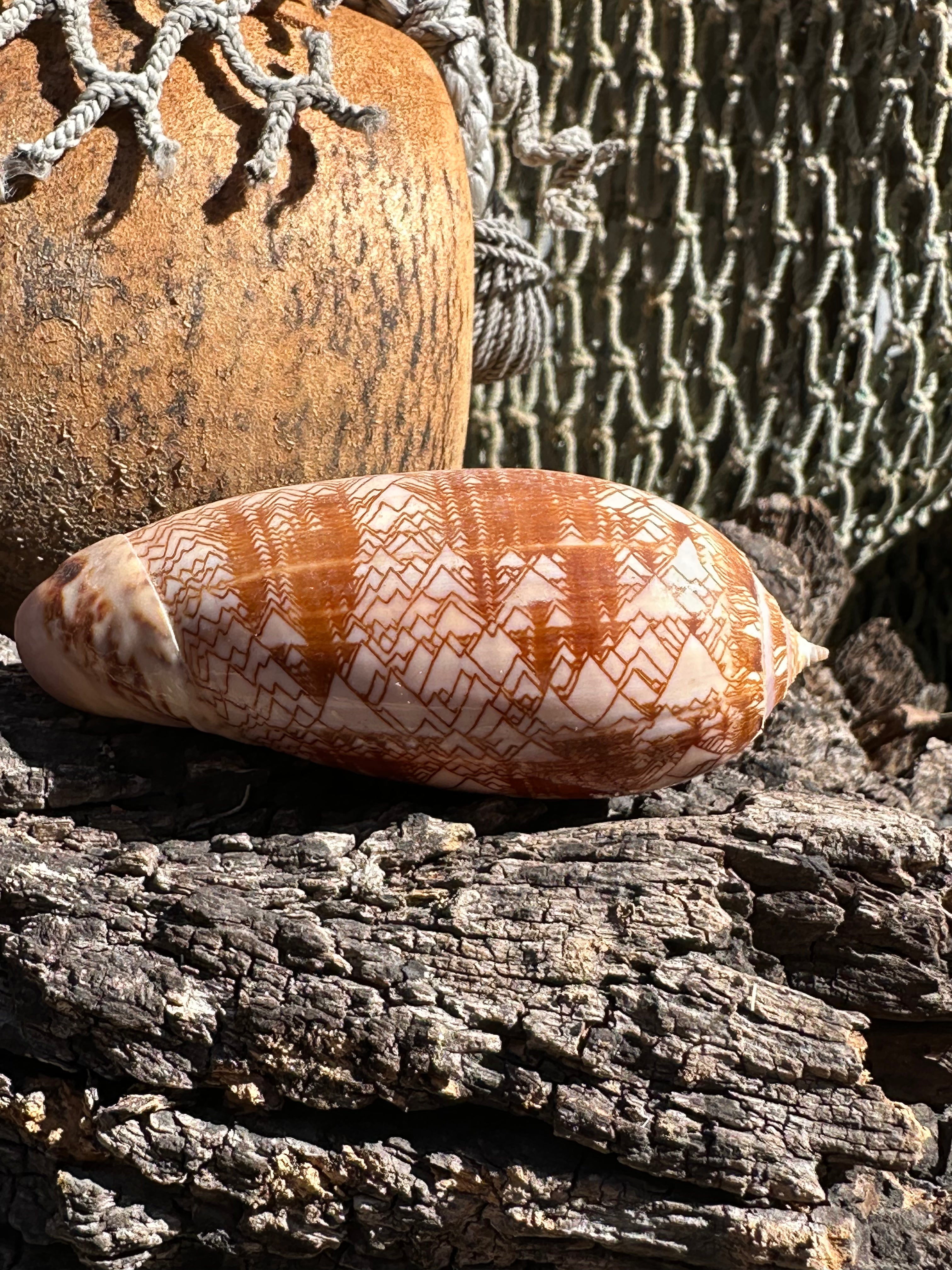 Tent Olive - Oliva porphyria