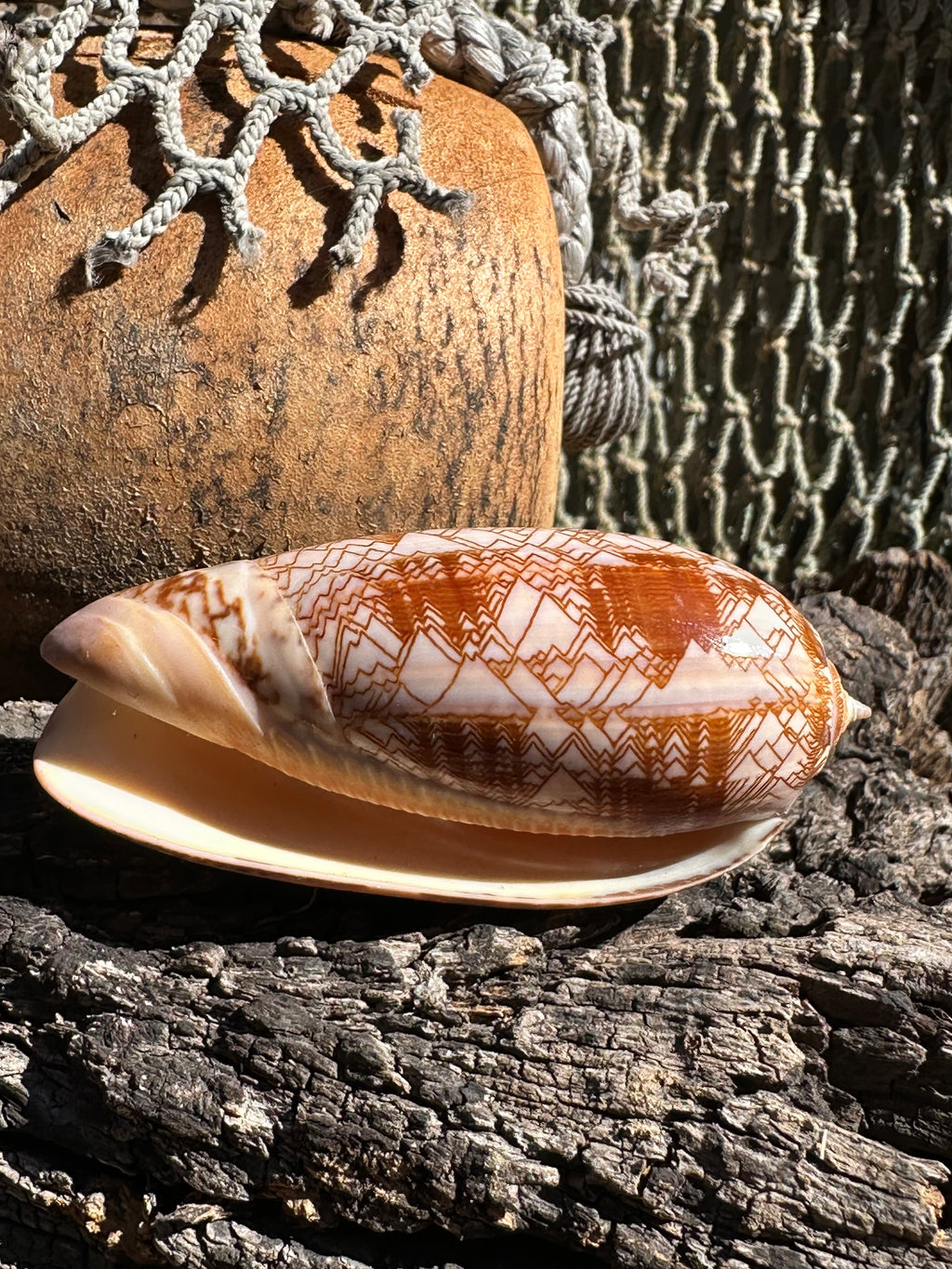 Tent Olive - Oliva porphyria