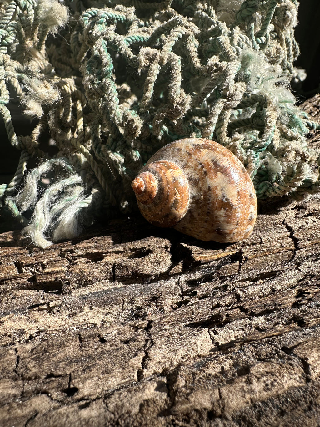 Snakeskin Turbo with Operculum - Turbo sarmaticus