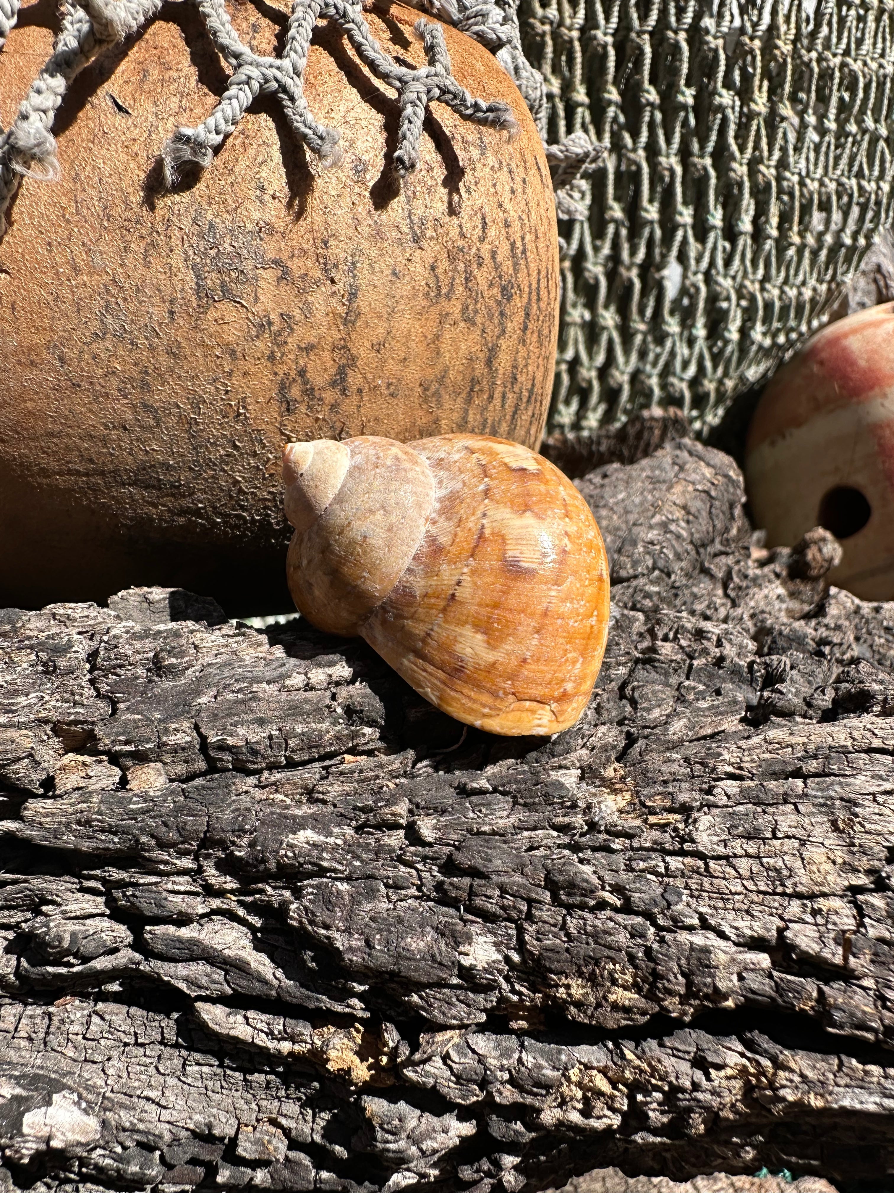 Snakeskin Turbo with Operculum - Turbo sarmaticus