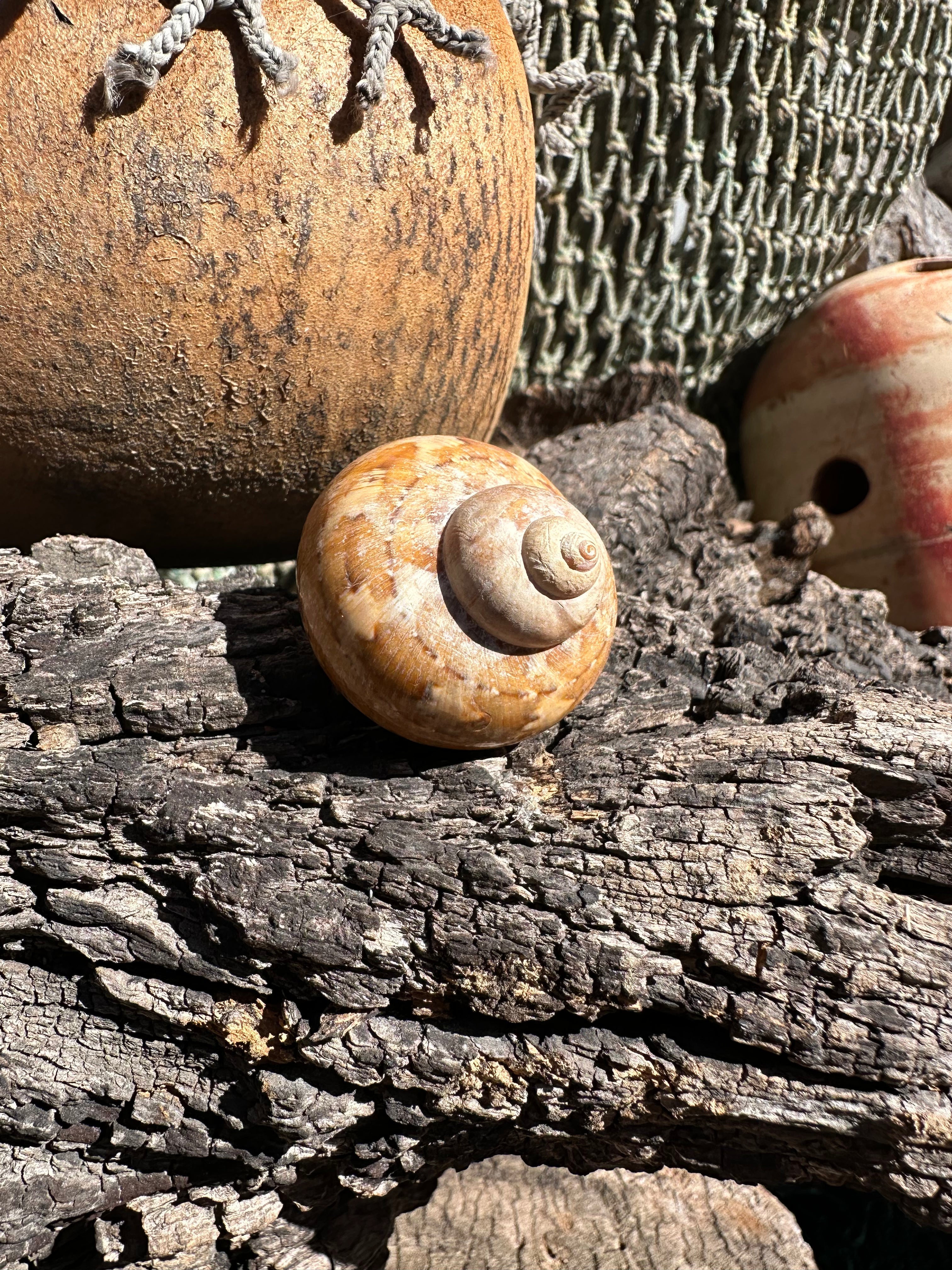Snakeskin Turbo with Operculum - Turbo sarmaticus
