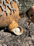 Snakeskin Turbo with Operculum - Turbo sarmaticus