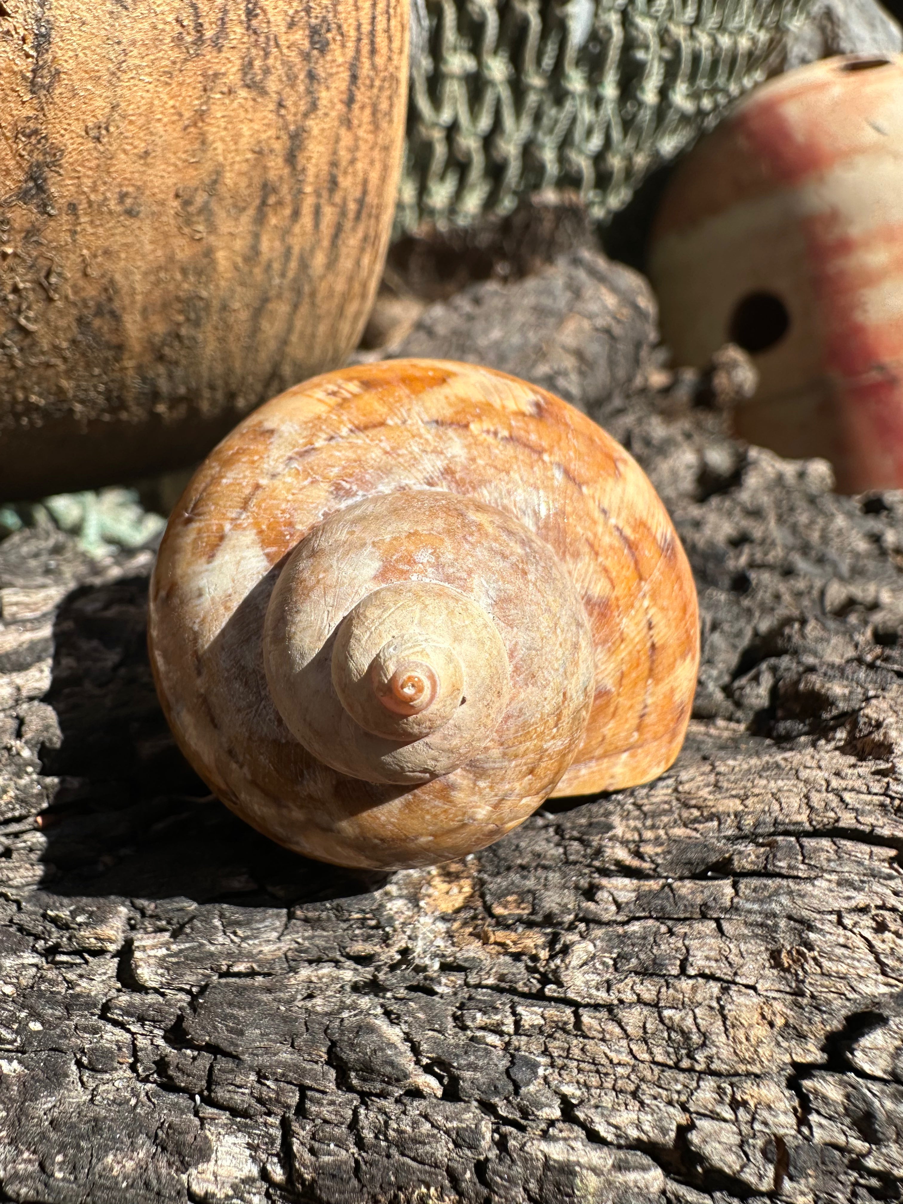 Snakeskin Turbo with Operculum - Turbo sarmaticus