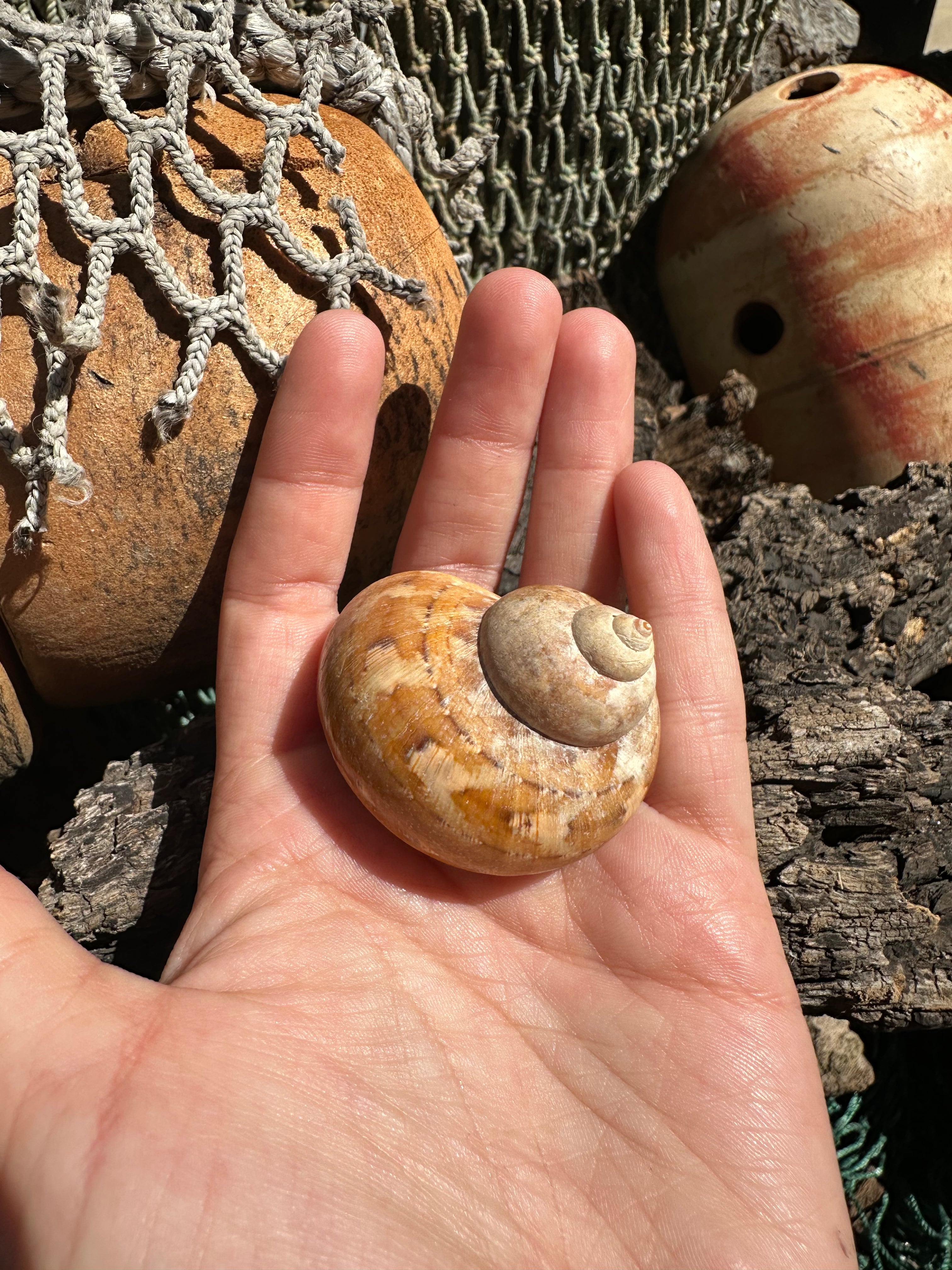 Snakeskin Turbo with Operculum - Turbo sarmaticus