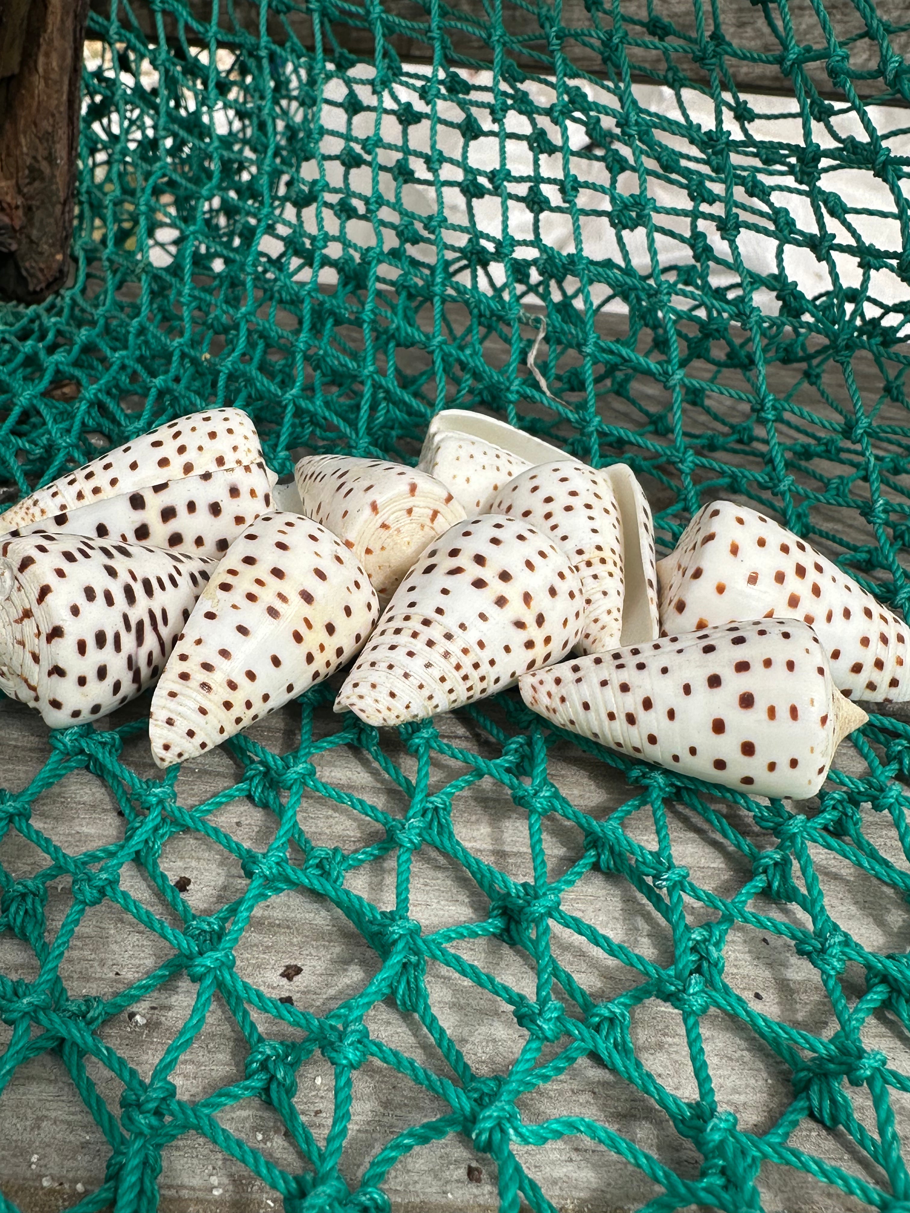 Ivory Cone Shell - Conus eburneus