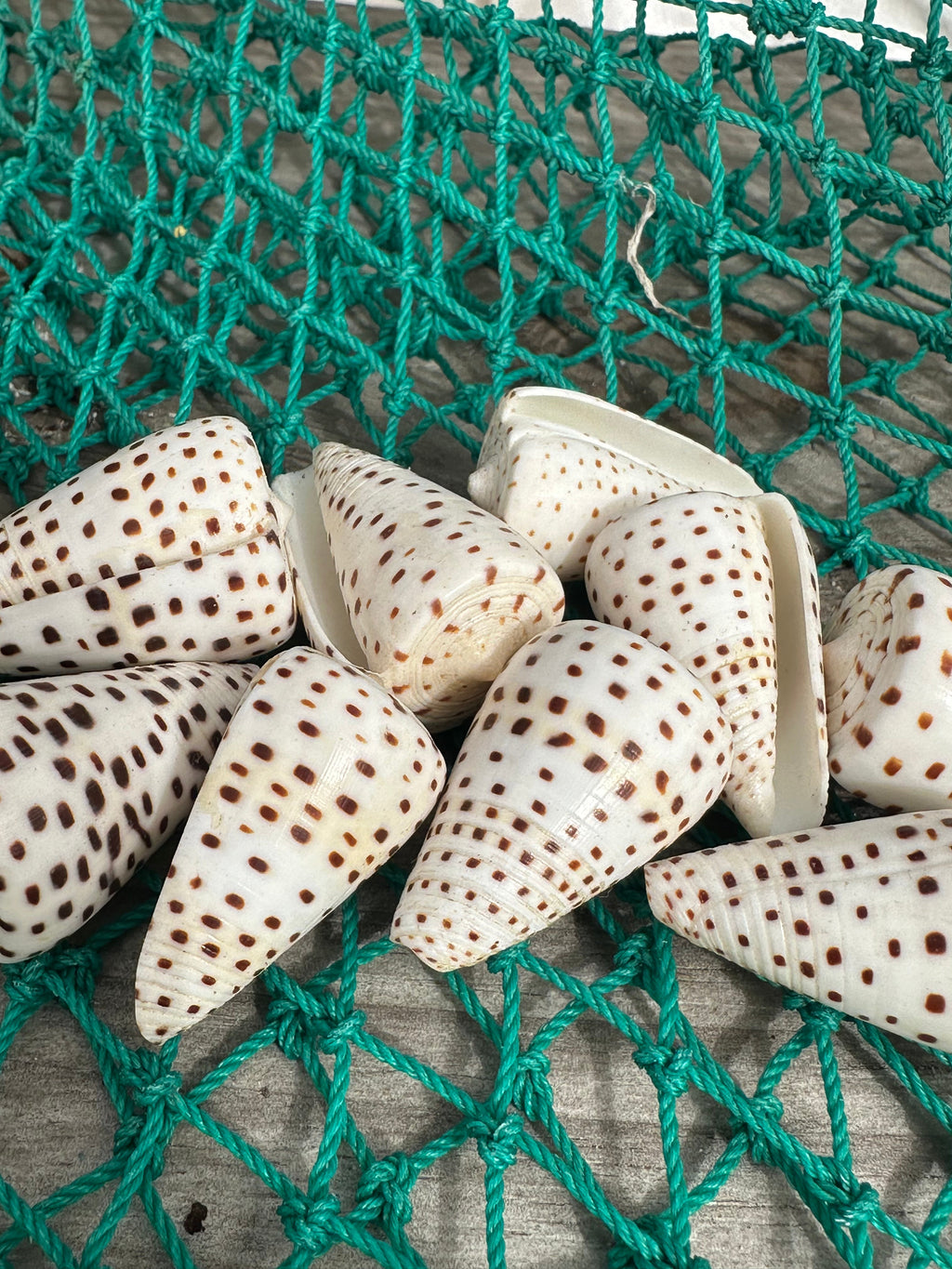 Ivory Cone Shell - Conus eburneus