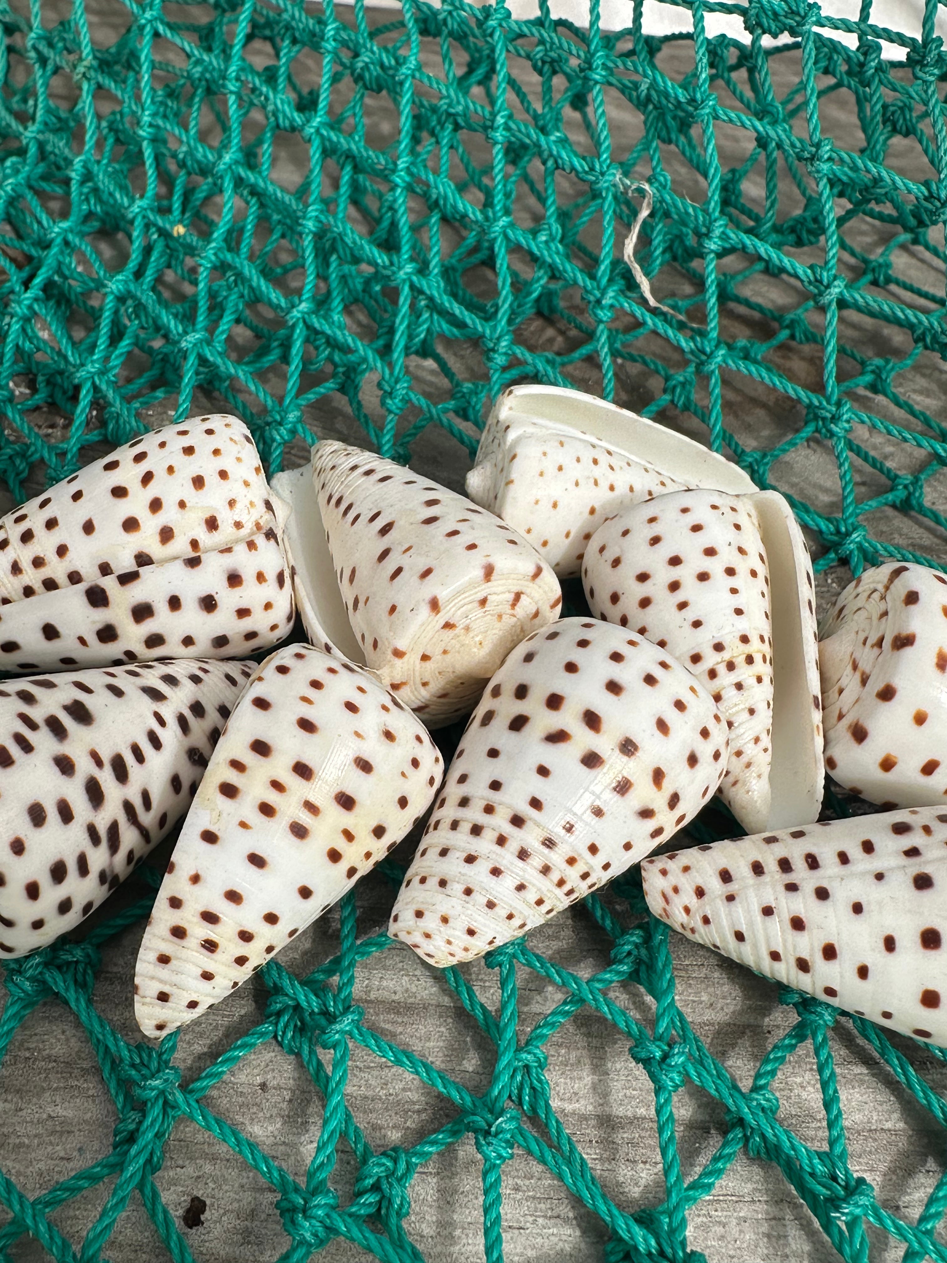 Ivory Cone Shell - Conus eburneus