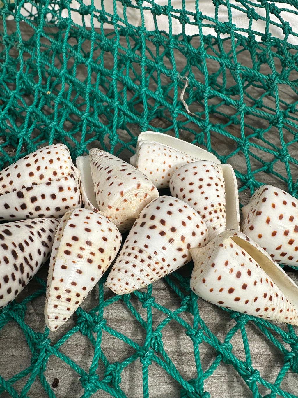 Ivory Cone Shell - Conus eburneus