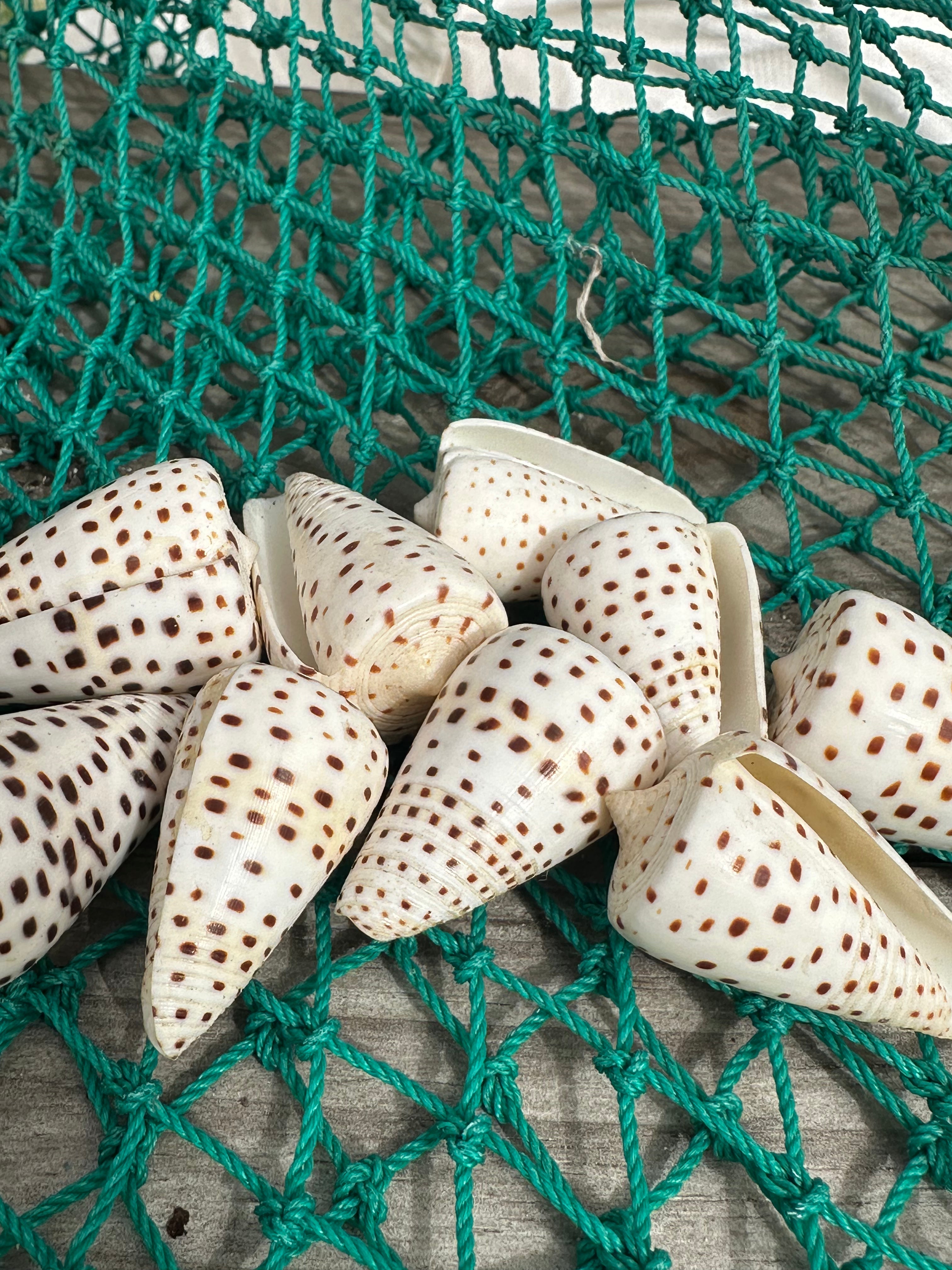 Ivory Cone Shell - Conus eburneus