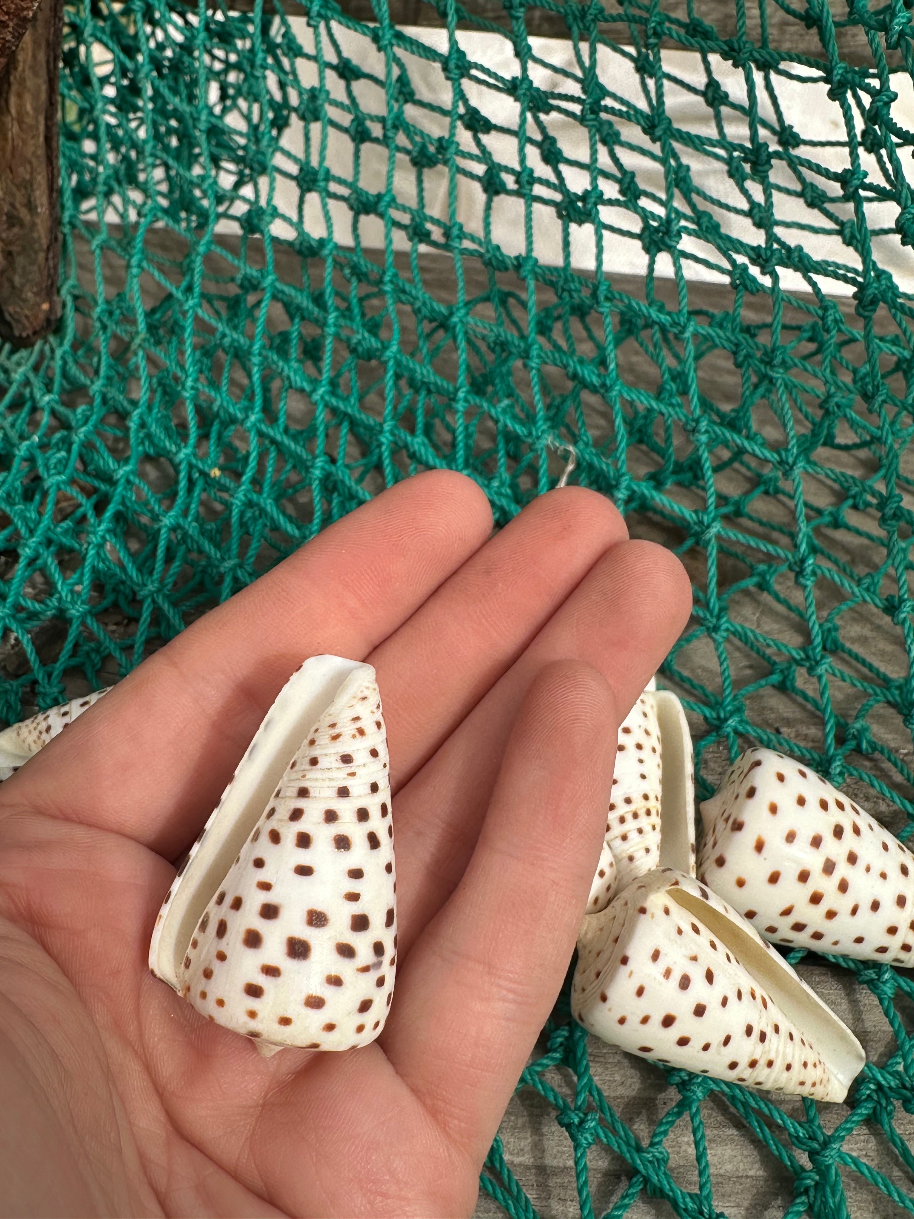 Ivory Cone Shell - Conus eburneus