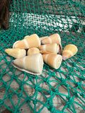 Rare Hawaiian Golden-Yellow Cone Shell - Conus peasei
