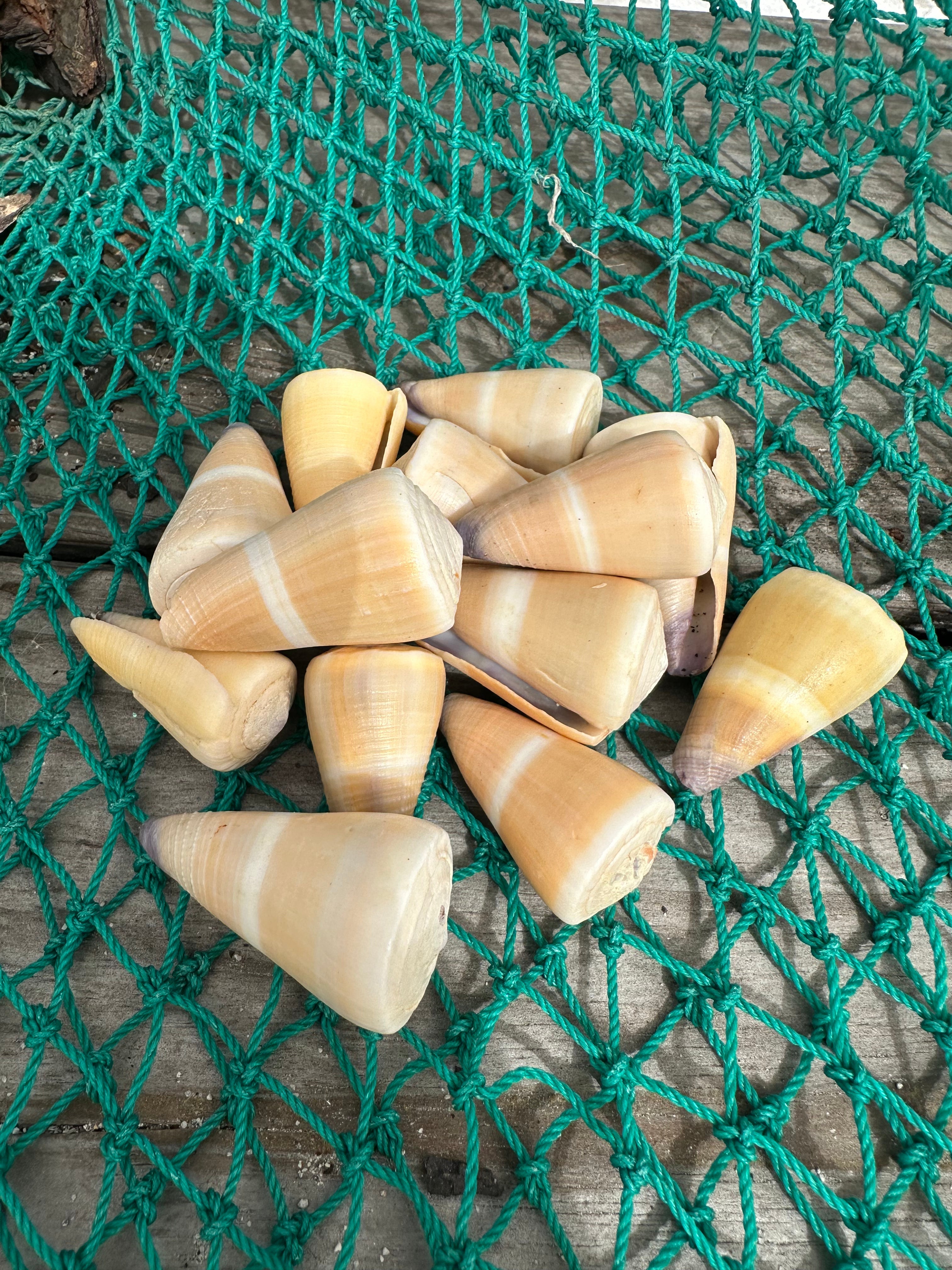 Rare Hawaiian Golden-Yellow Cone Shell - Conus peasei