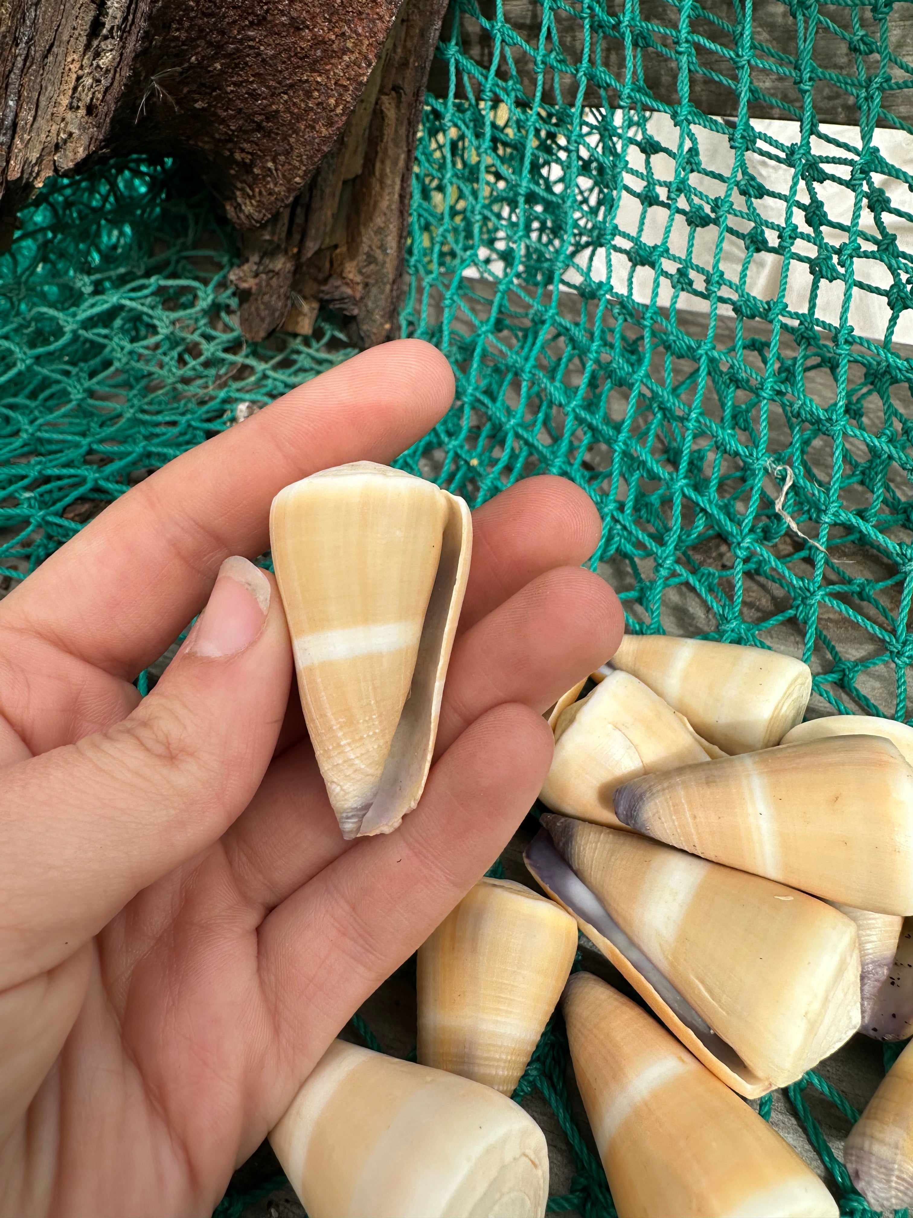 Rare Hawaiian Golden-Yellow Cone Shell - Conus peasei