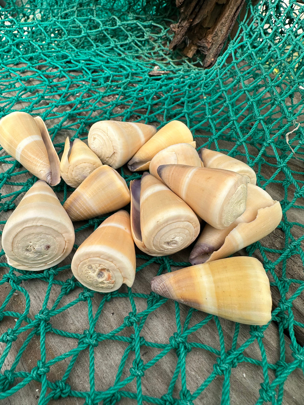 Rare Hawaiian Golden-Yellow Cone Shell - Conus peasei
