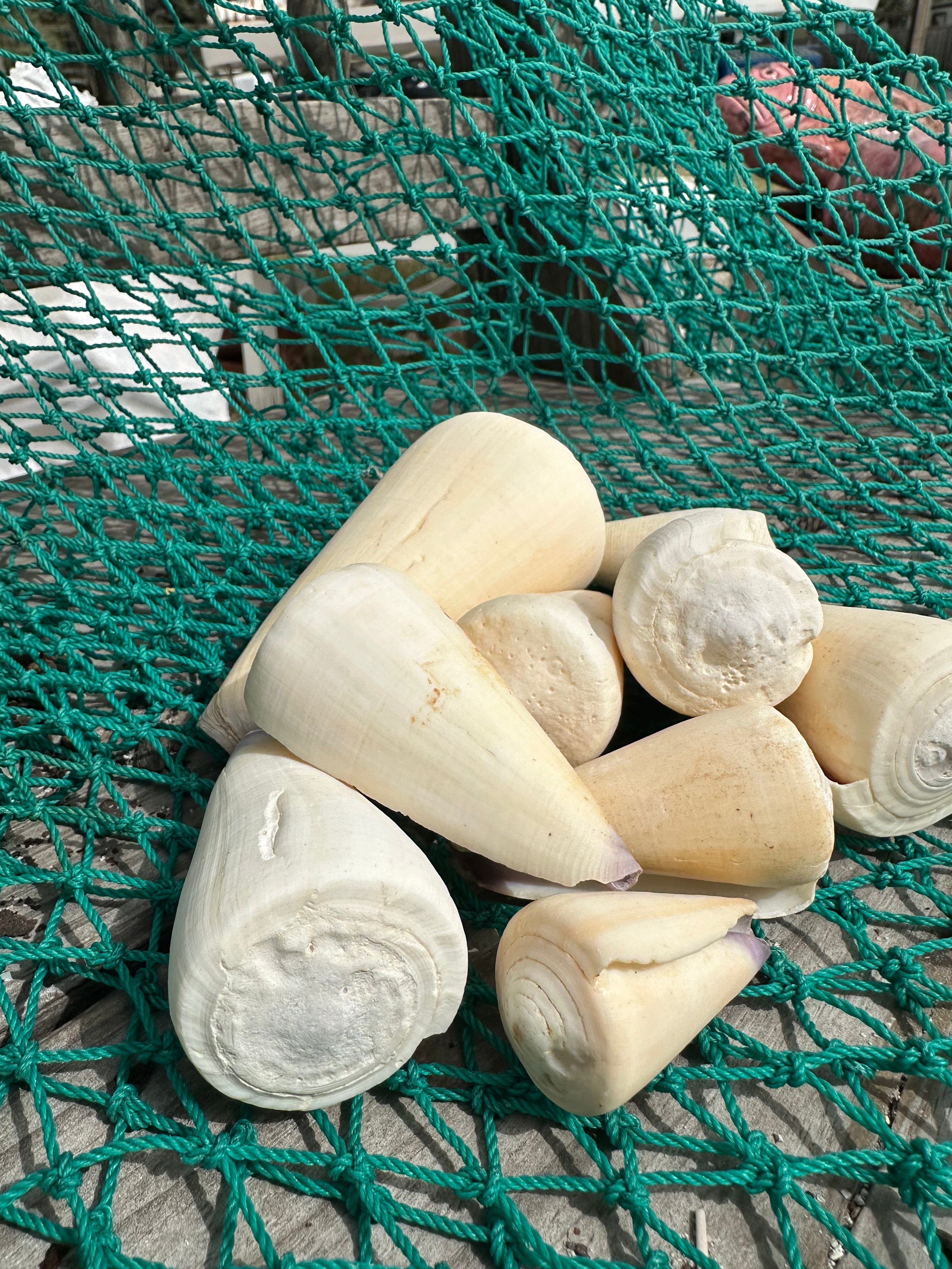 Virgin Cone Shells – Conus virgo Coastal Display Shells in 3 Size Options