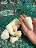 Virgin Cone Shells – Conus virgo Coastal Display Shells in 3 Size Options