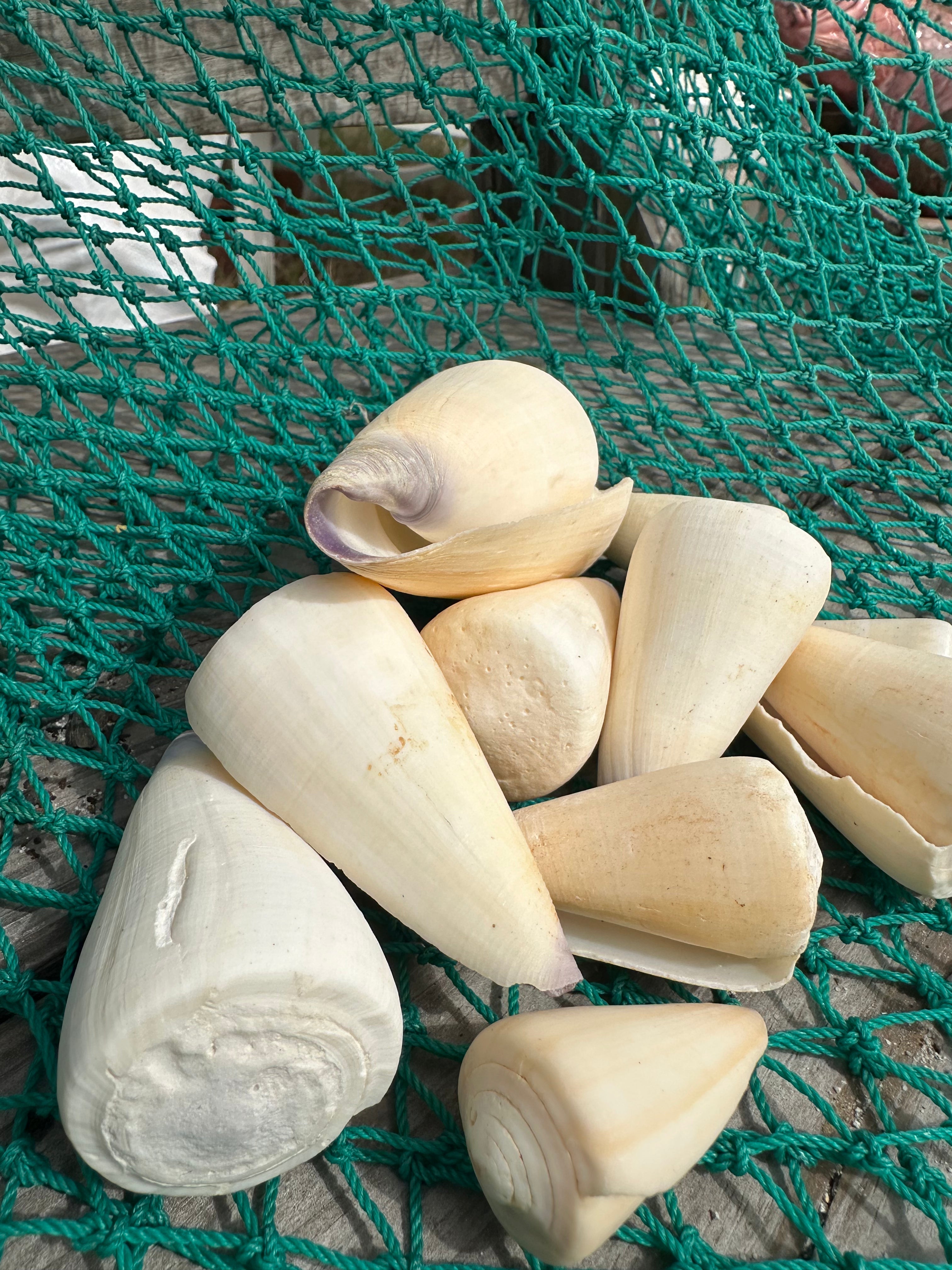 Virgin Cone Shells – Conus virgo Coastal Display Shells in 3 Size Options