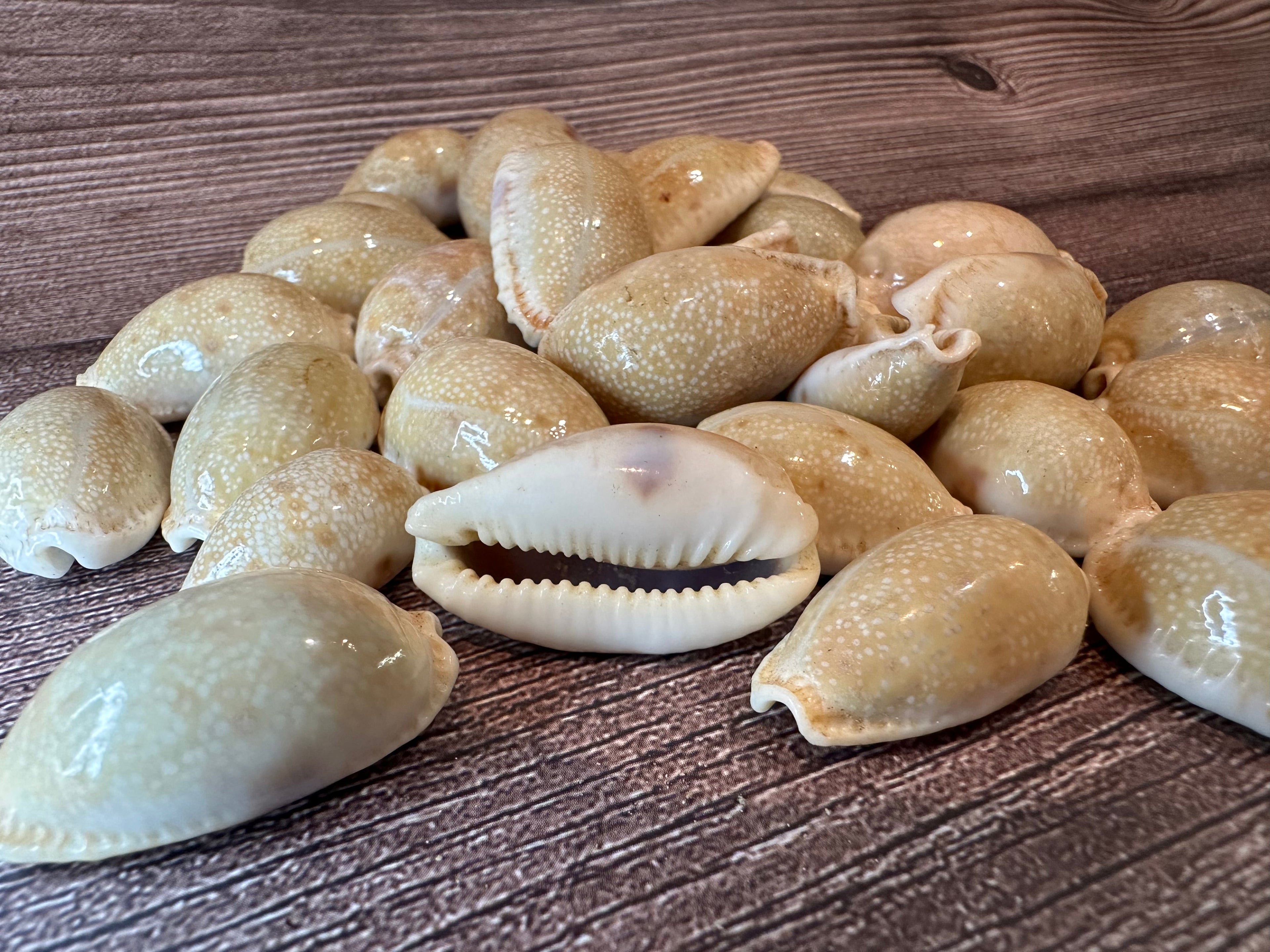 Boivin's Cowrie Shell- Boivinii Cowrie
