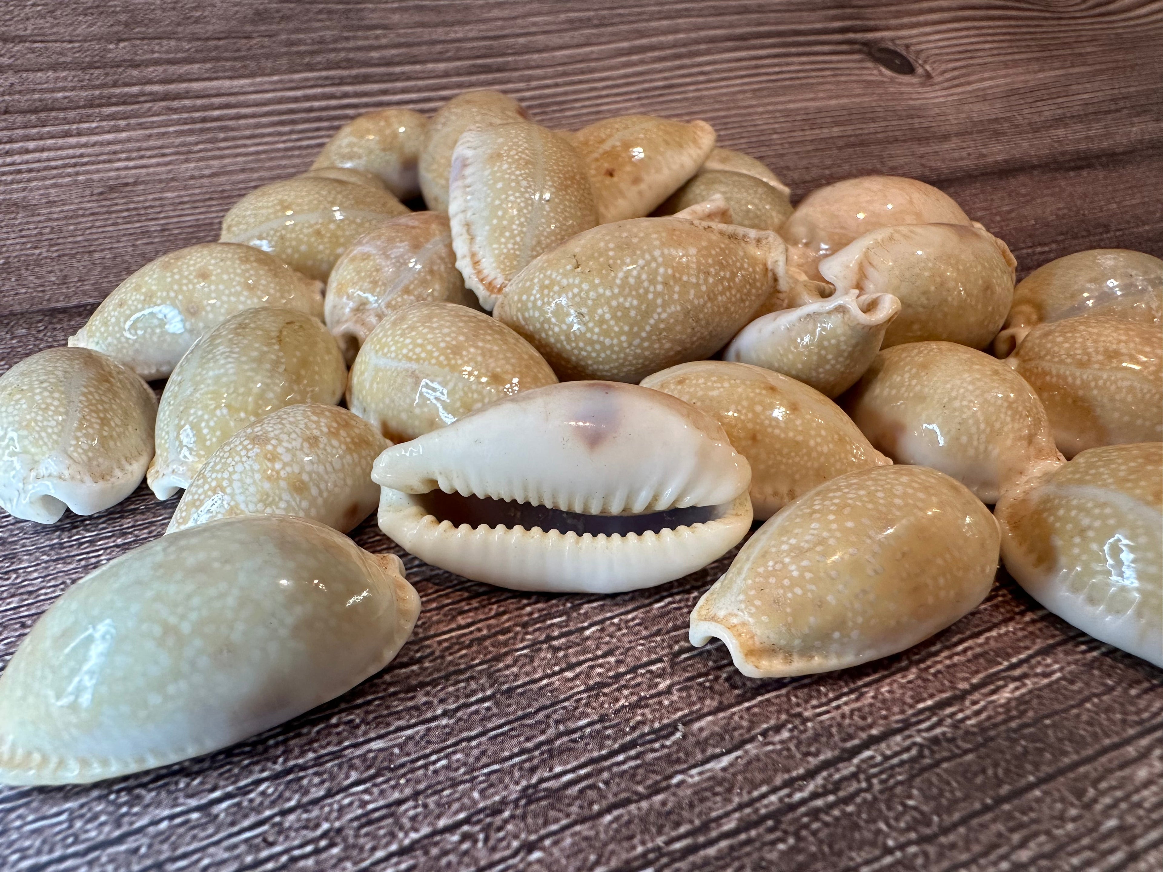 Boivin's Cowrie Shell- Boivinii Cowrie