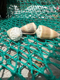 Livid Cone - Conus lividus