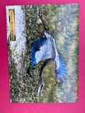 Vintage Great Blue Heron Postcard