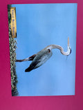 Vintage Great Blue Heron Postcard