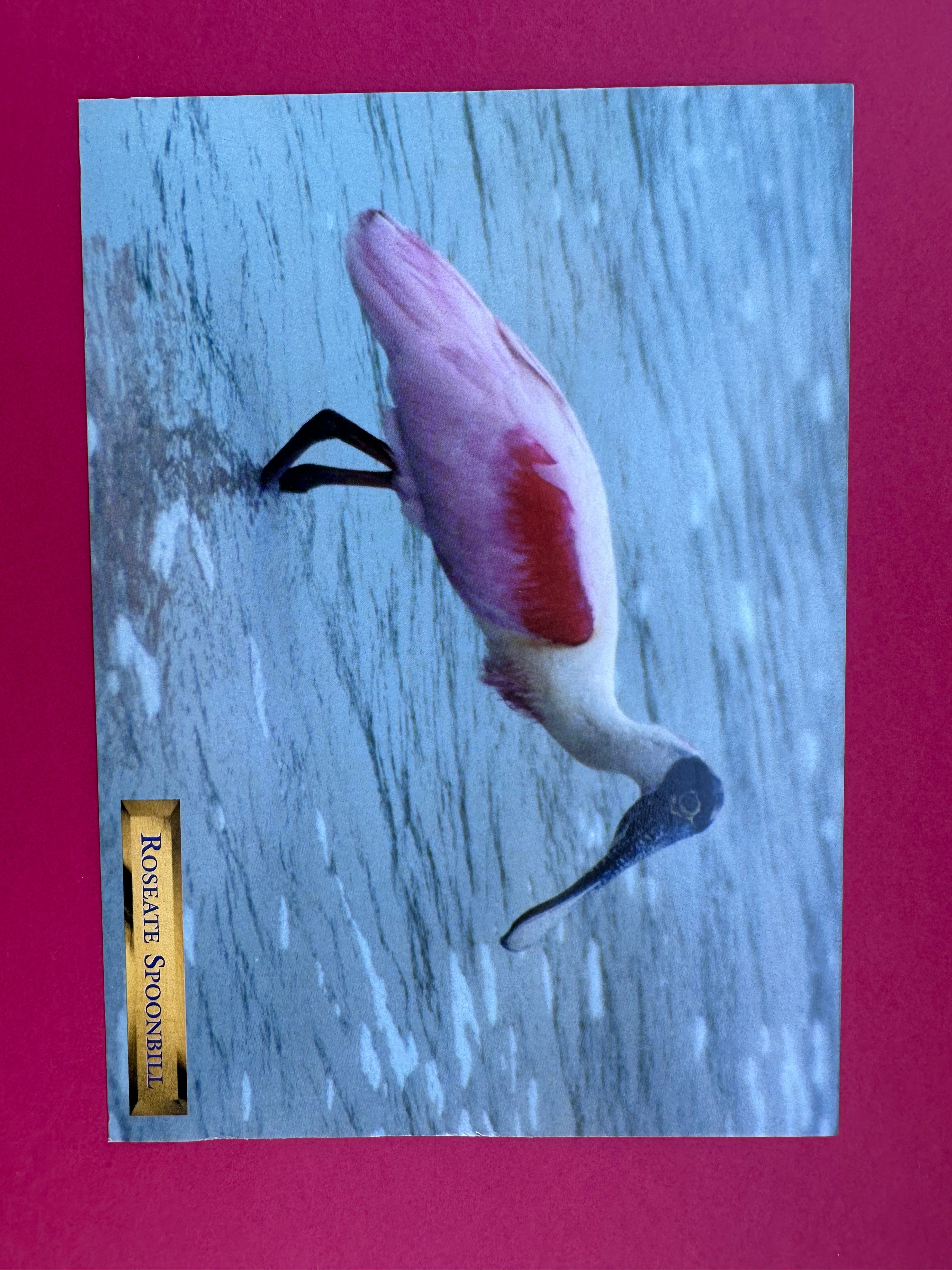 Vintage Roseate Spoonbill Postcard