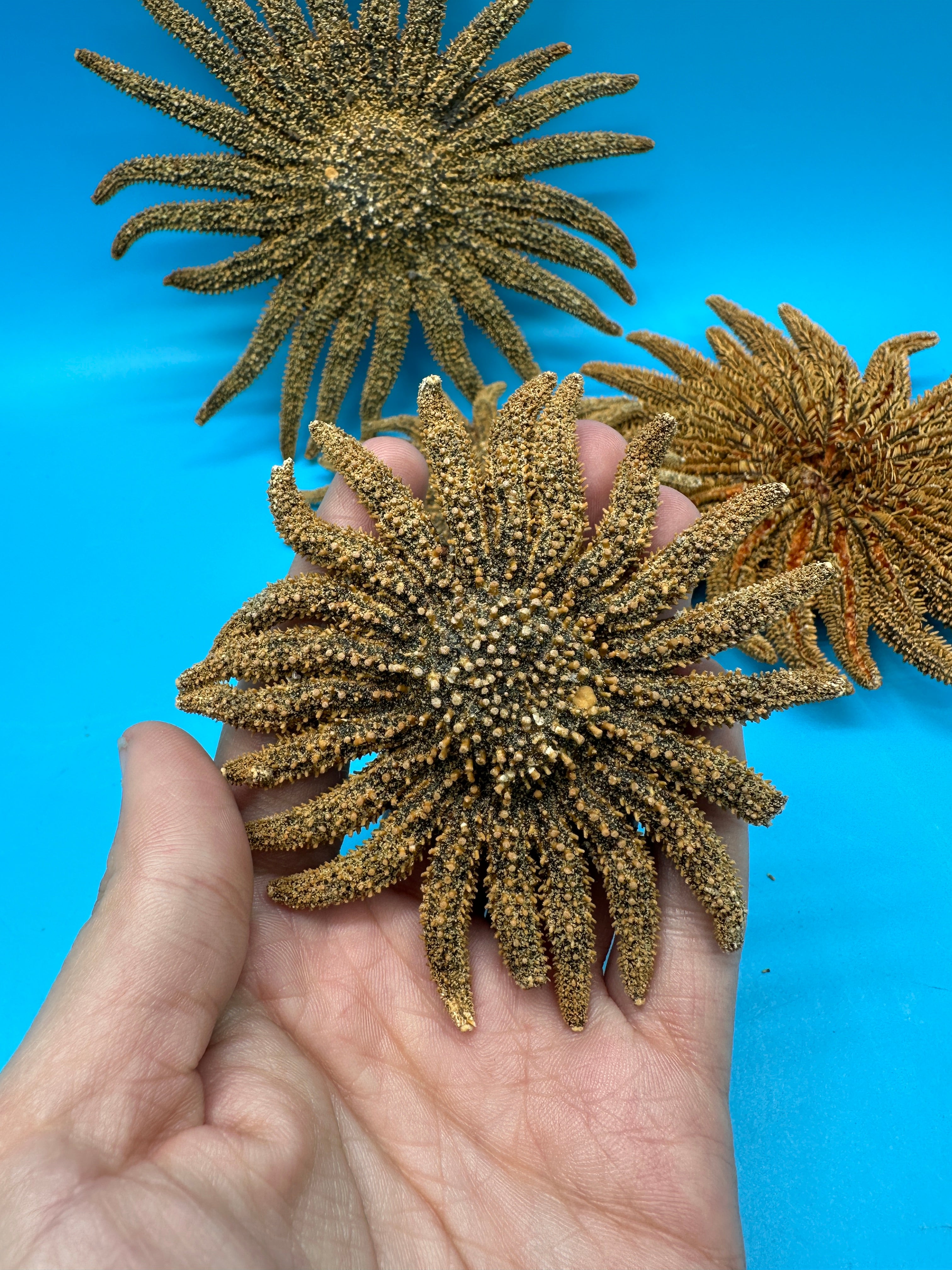 Natural Sunflower Starfish