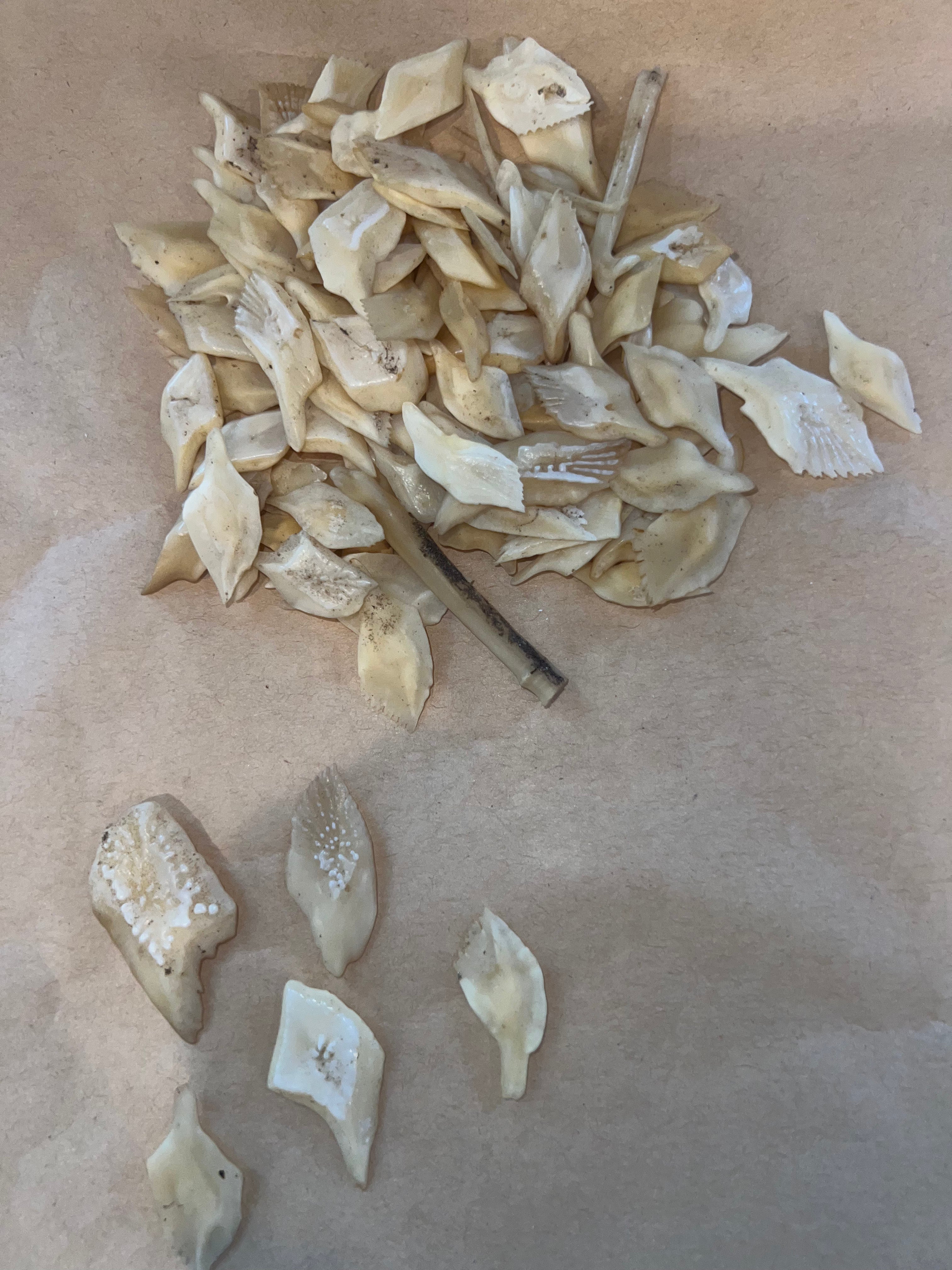 Gar Scales