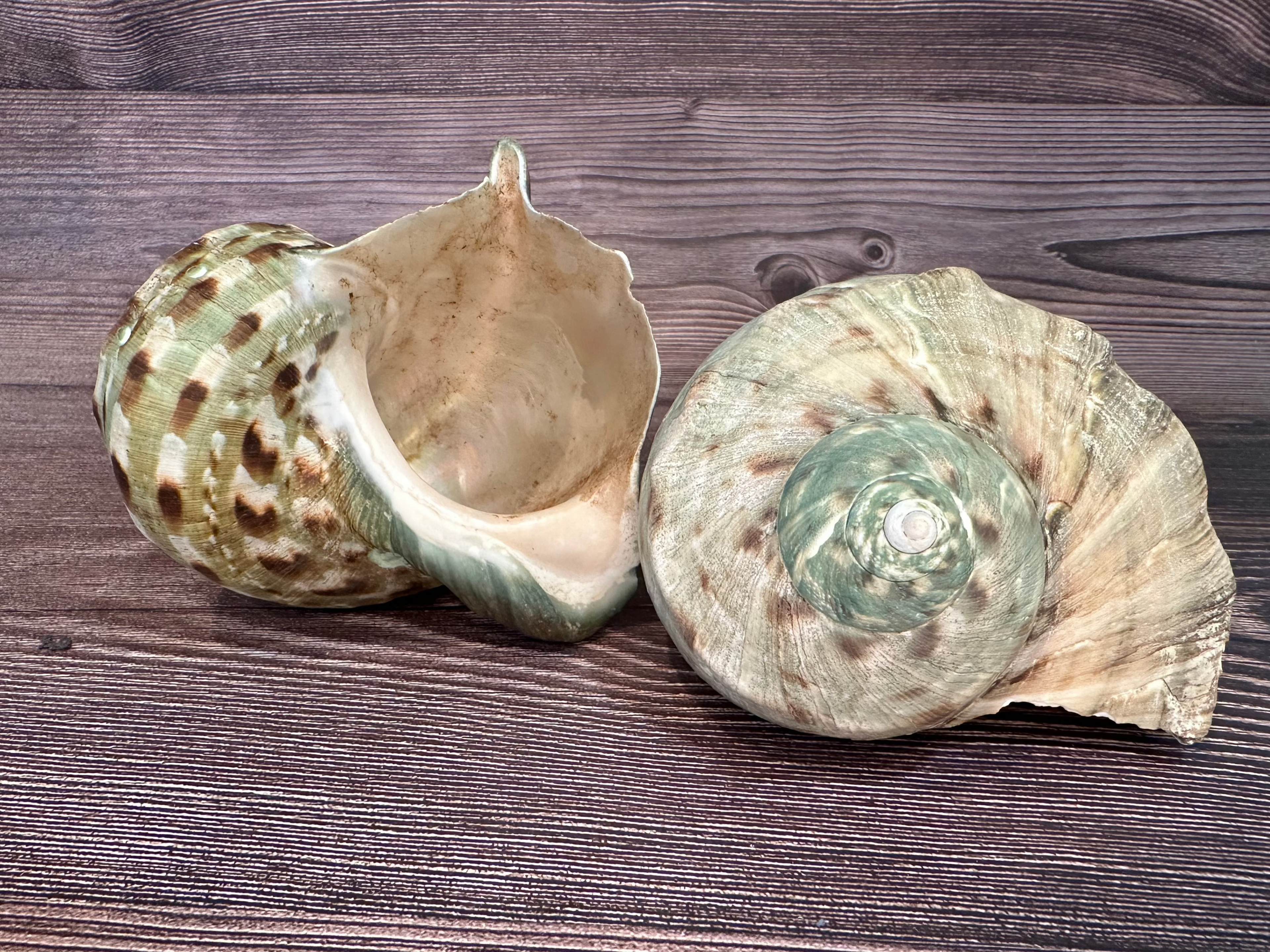 Raw Turbo Marmoratus Shell