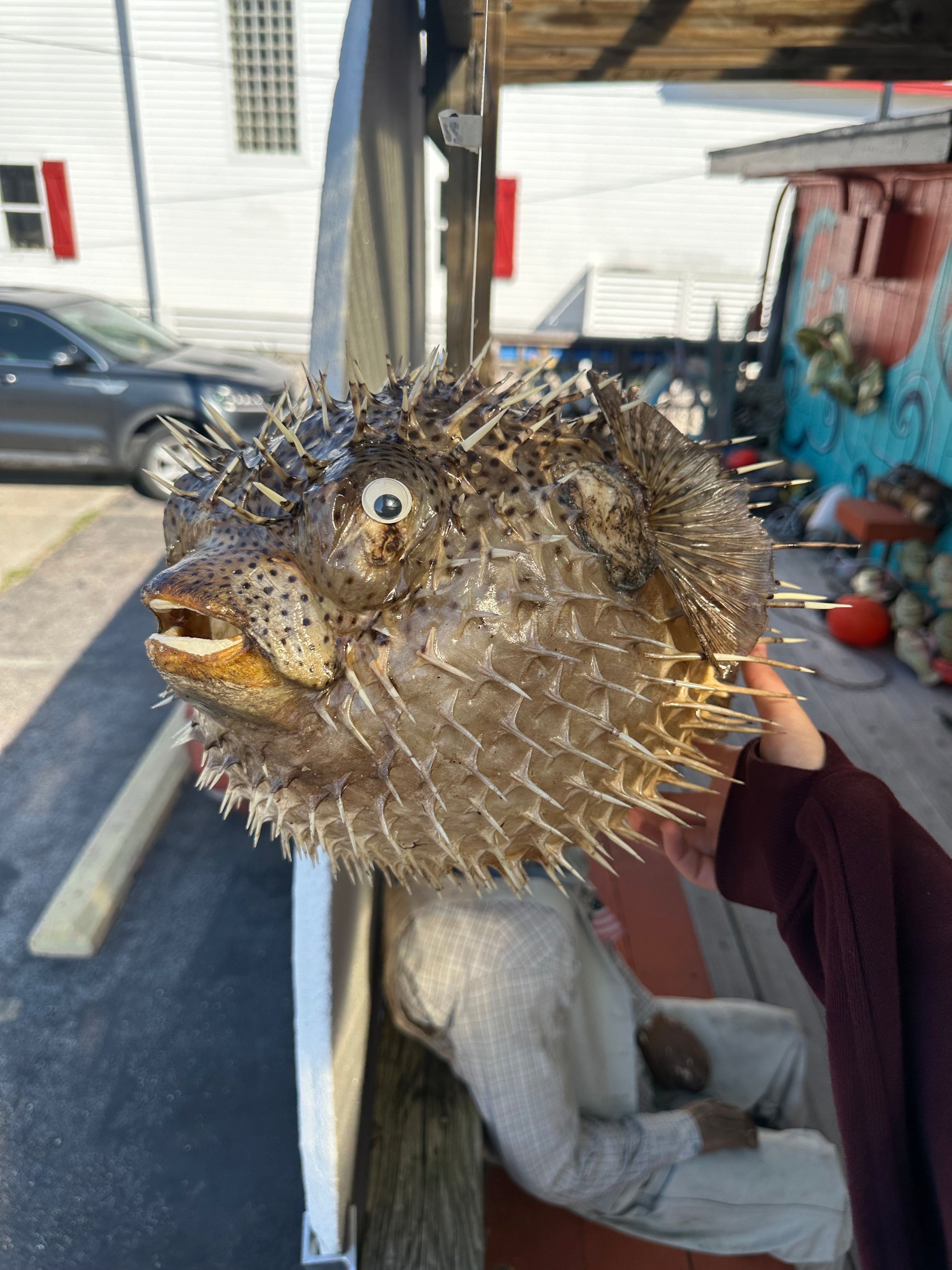 Spiny Puffer Fish Display – 22" Diodon hystrix Coastal Sea Life Decor