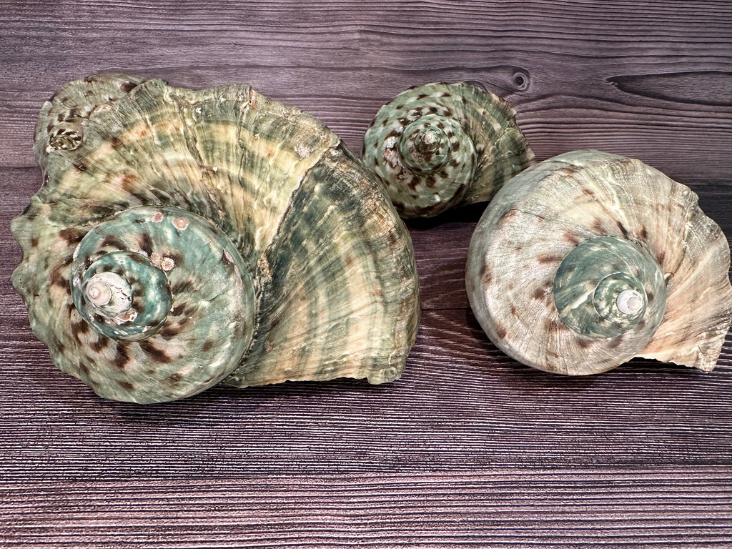 Raw Turbo Marmoratus Shell