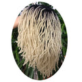Perruque de dreadlocks ombrées de 25 cm | Sister Locs | Tresses au crochet Faux Locs | Cheveux synthétiques torsadés