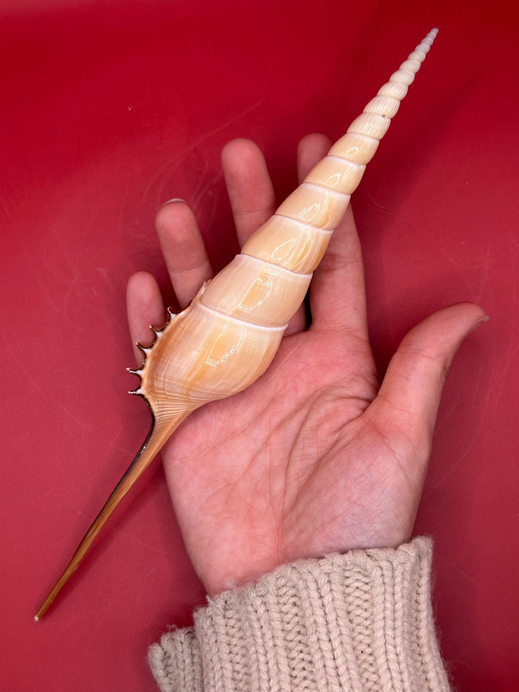 Large Shinbone Tibia Shell Display – Coastal Home Decor Specimen (Tibia fusus) 9"