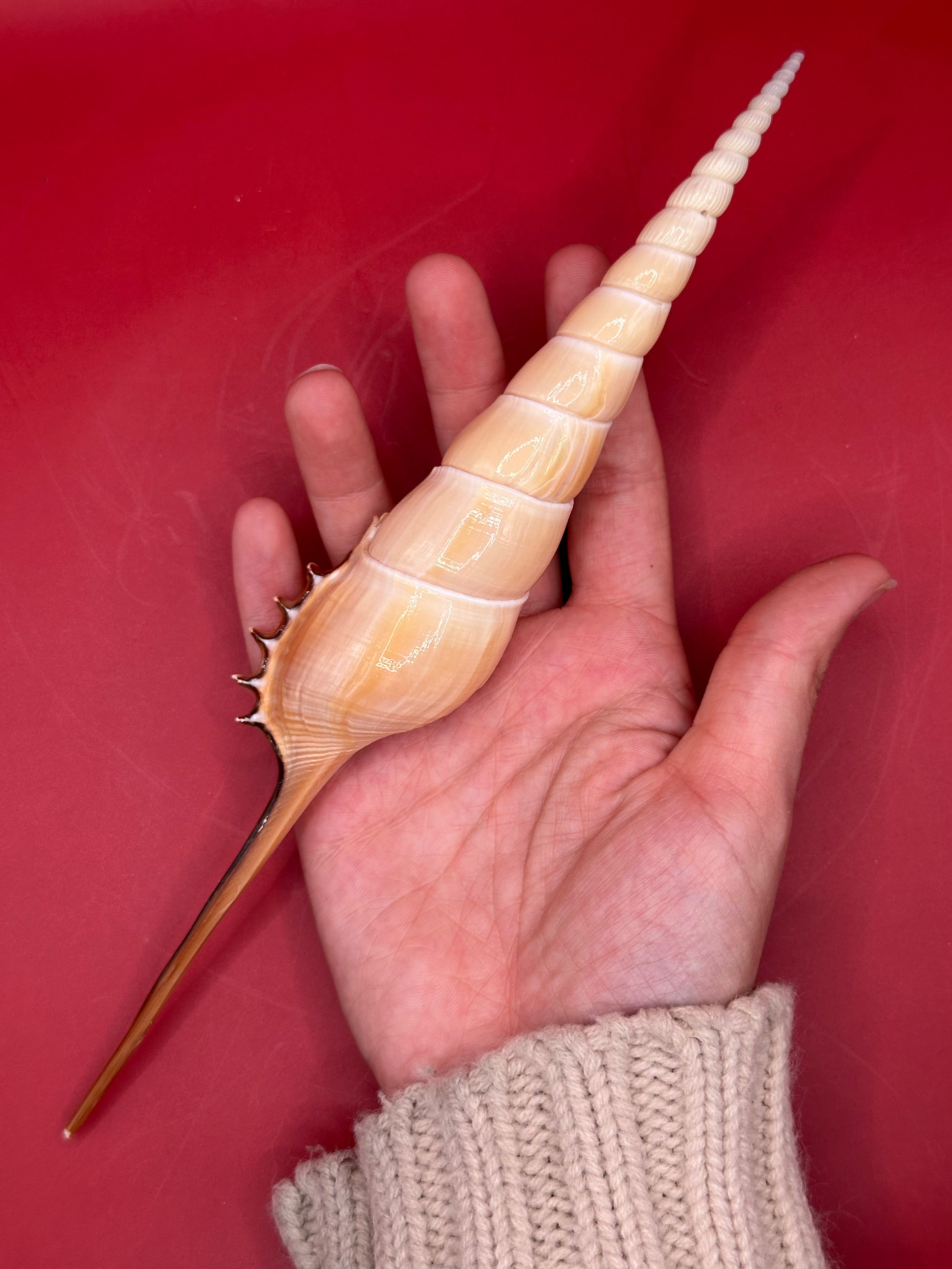 Large Shinbone Tibia Shell Display – Coastal Home Decor Specimen (Tibia fusus) 9"