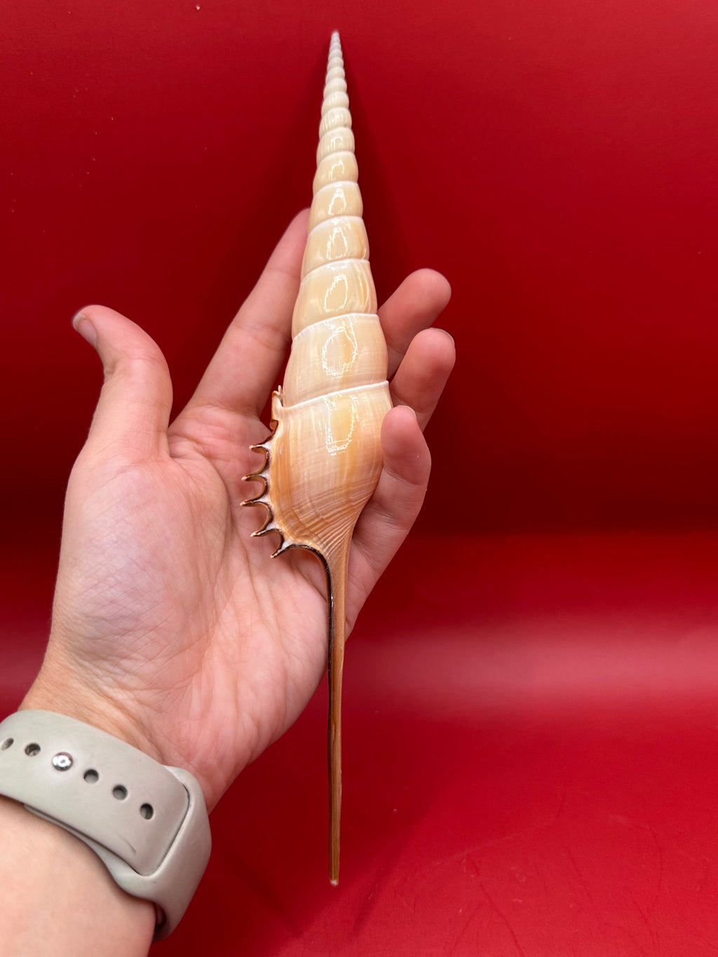Large Shinbone Tibia Shell Display – Coastal Home Decor Specimen (Tibia fusus) 9"