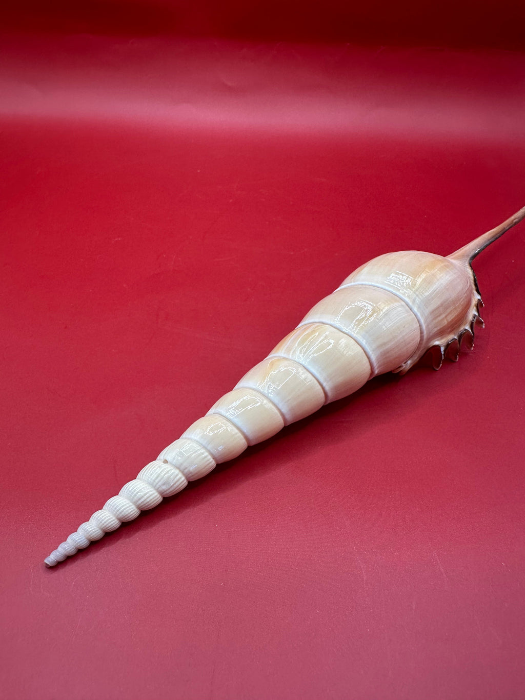 Large Shinbone Tibia Shell Display – Coastal Home Decor Specimen (Tibia fusus) 9"