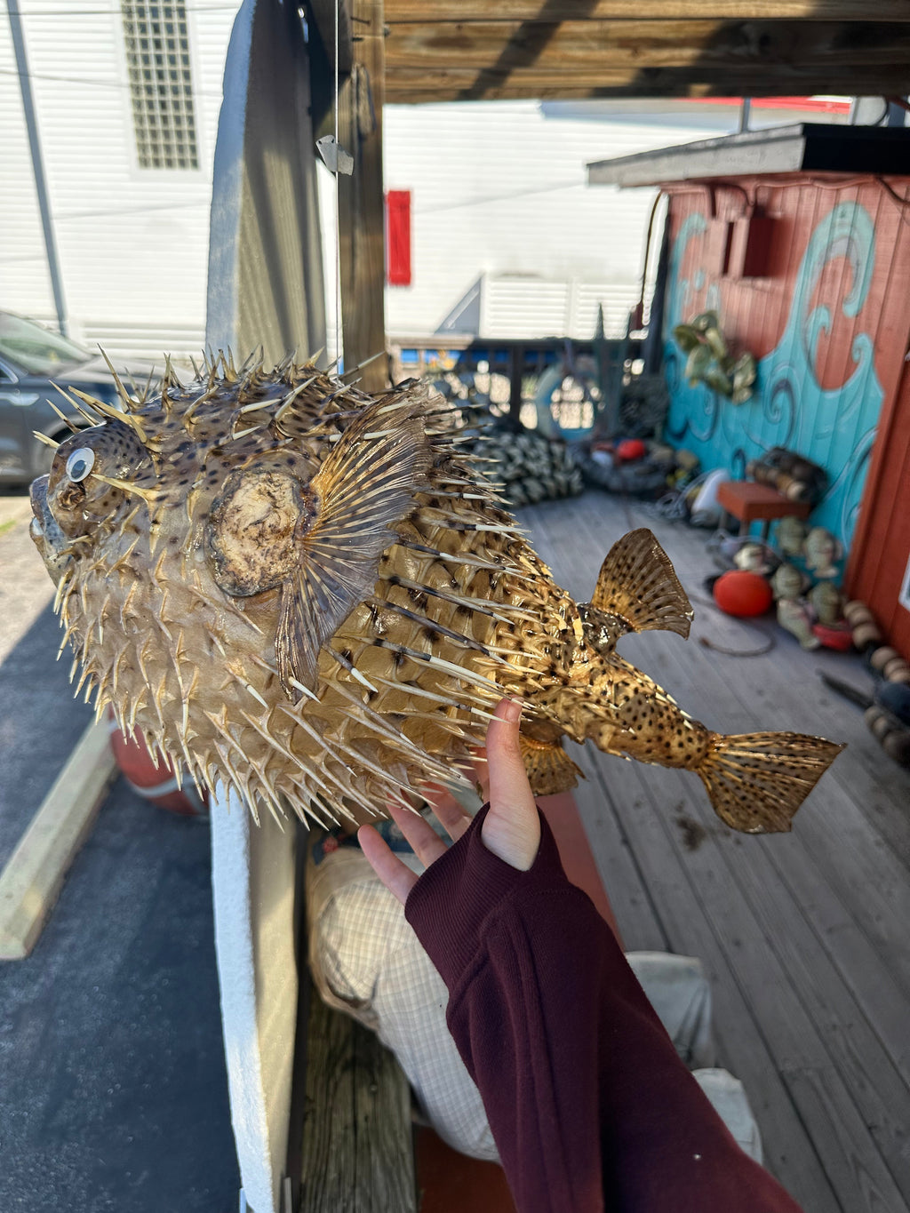 Spiny Puffer Fish Display – 22" Diodon hystrix Coastal Sea Life Decor