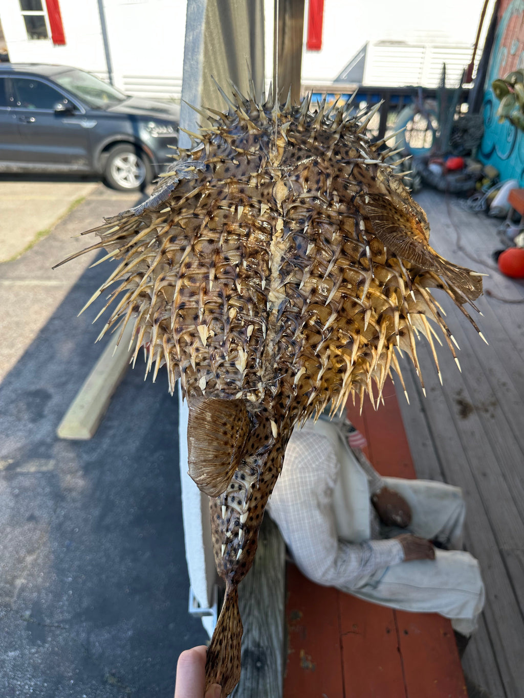 Spiny Puffer Fish Display – 22" Diodon hystrix Coastal Sea Life Decor
