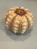 Tiger Sea Urchin Cream Sputnik Shell