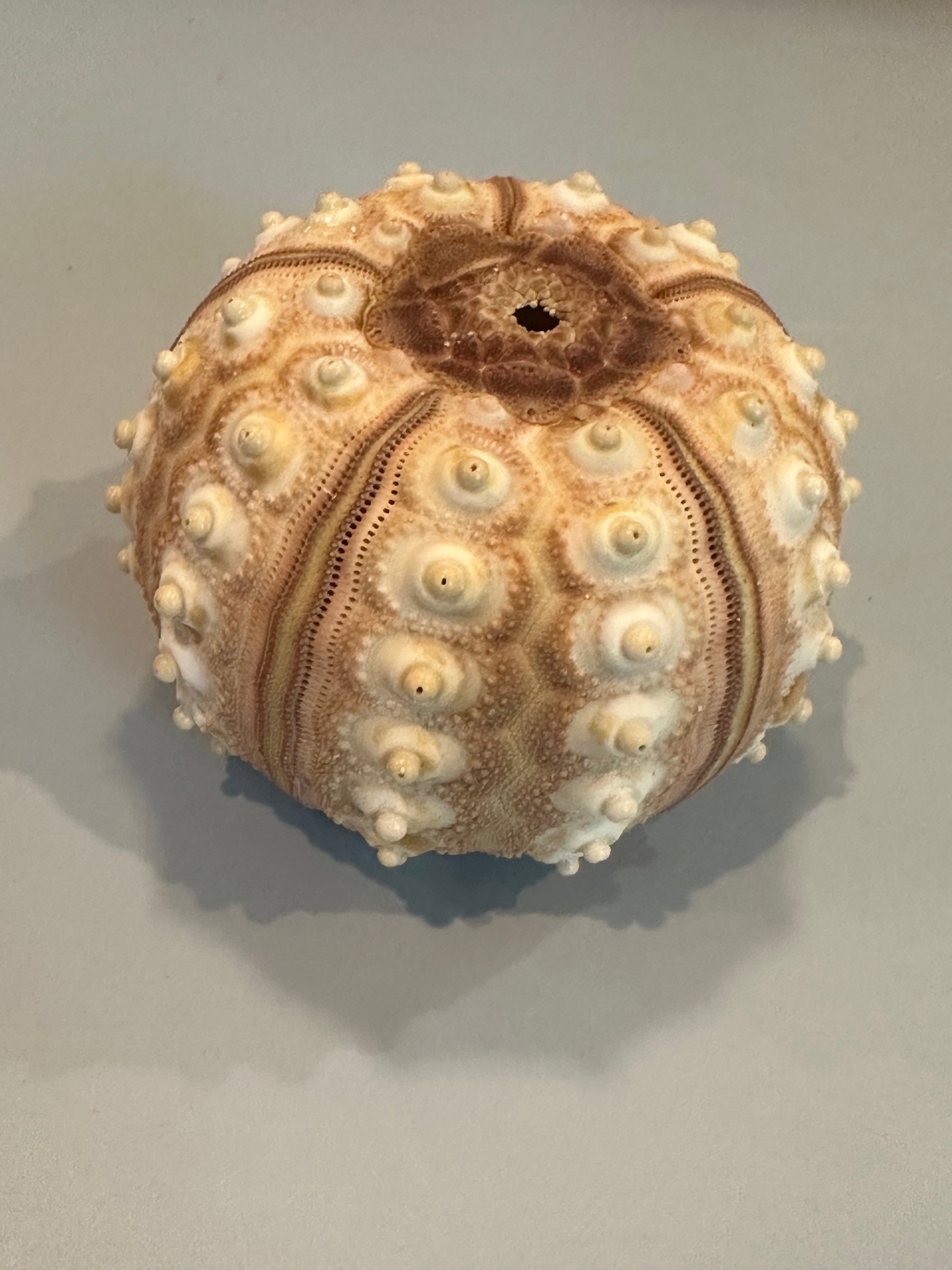 Tiger Sea Urchin Cream Sputnik Shell
