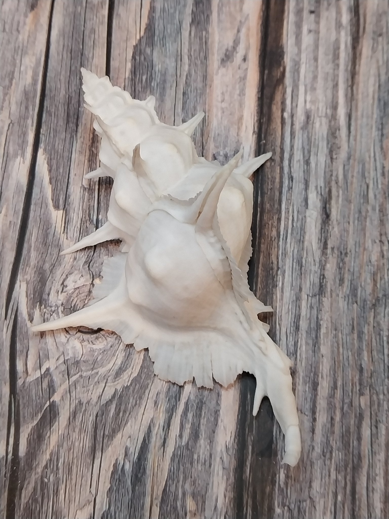 Alabaster Murex Shell with Operculum 5.5" | White Spiked Coastal Display Shell