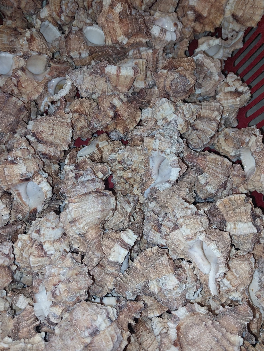 Apple Murex Shell Phyllonotus pomum