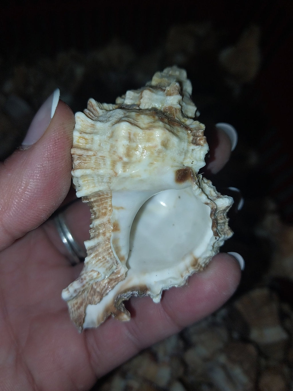 Apple Murex Shell Phyllonotus pomum